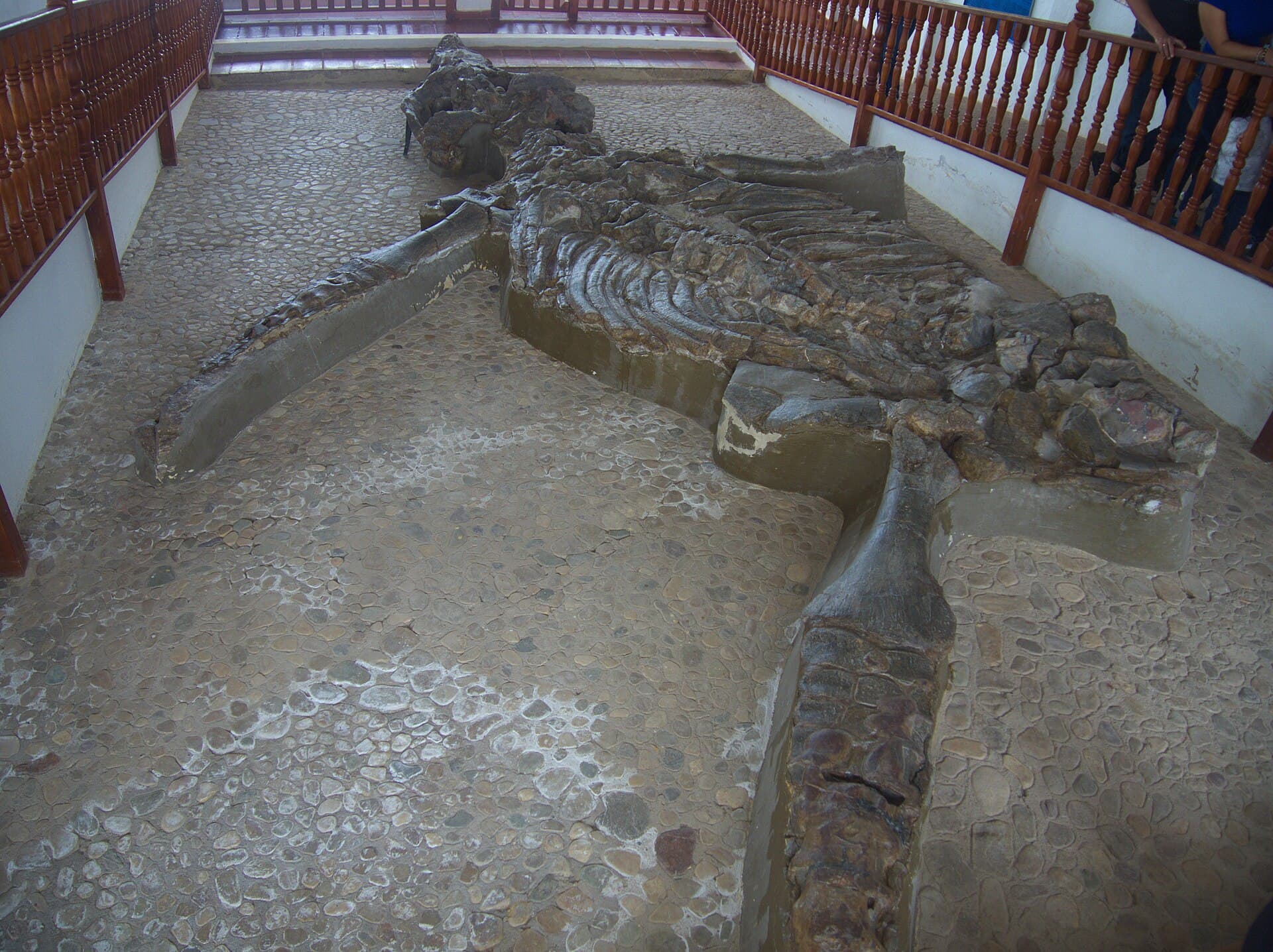 El Fósil Museum