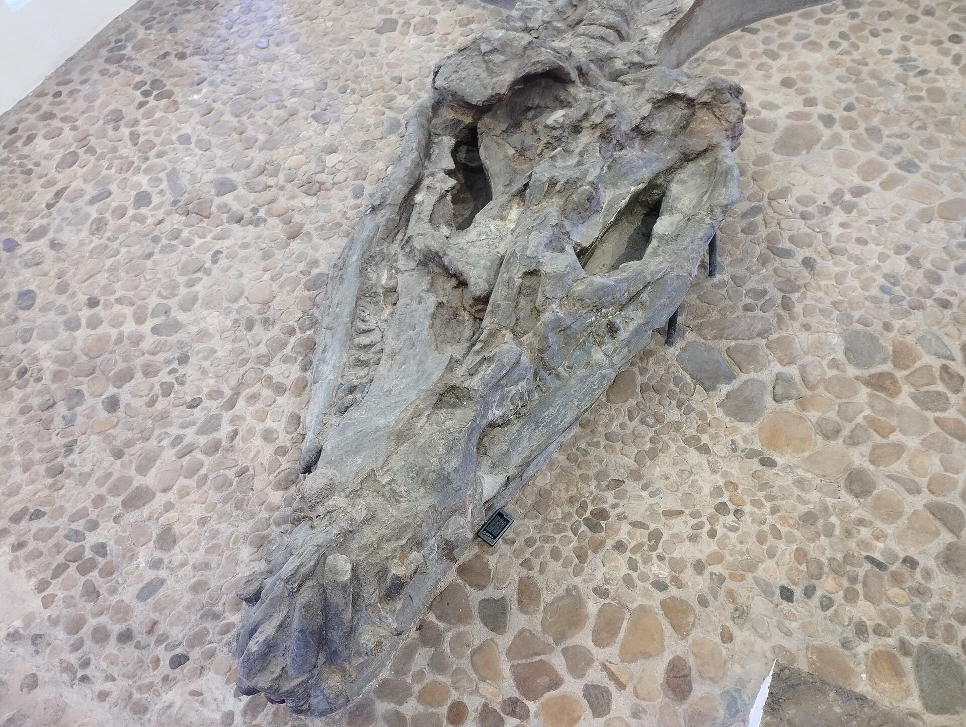 The marine-reptile fossil at El Fósil