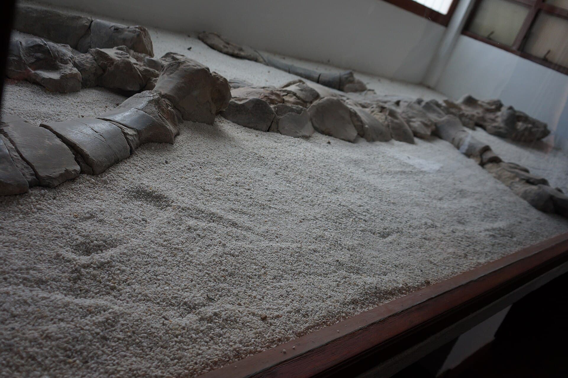 The marine-reptile fossil at El Fósil