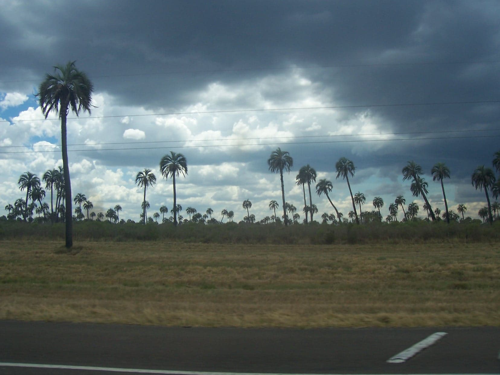 El Palmar National Park, Colón
