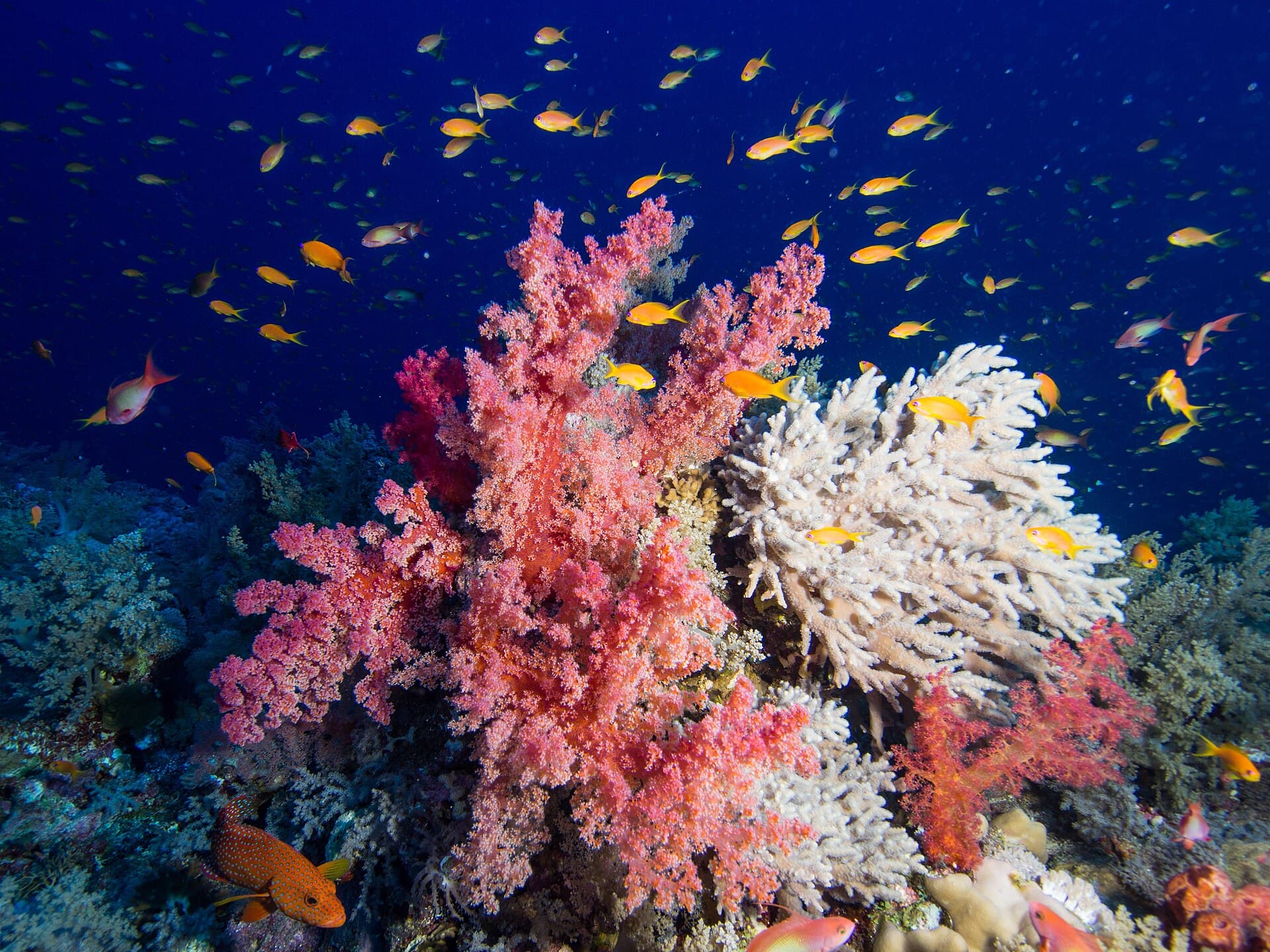 Elphinstone Reef