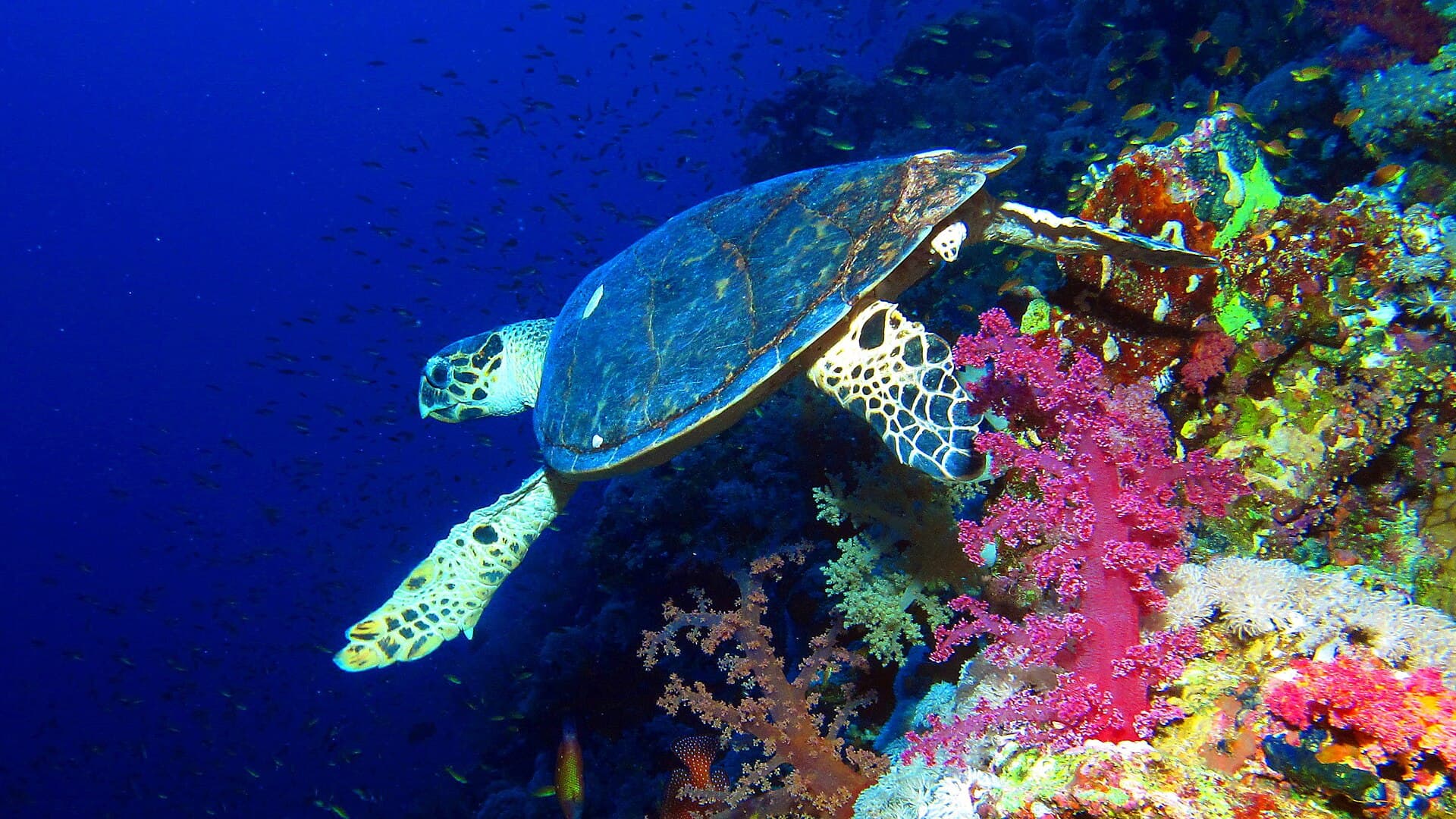 Elphinstone Reef