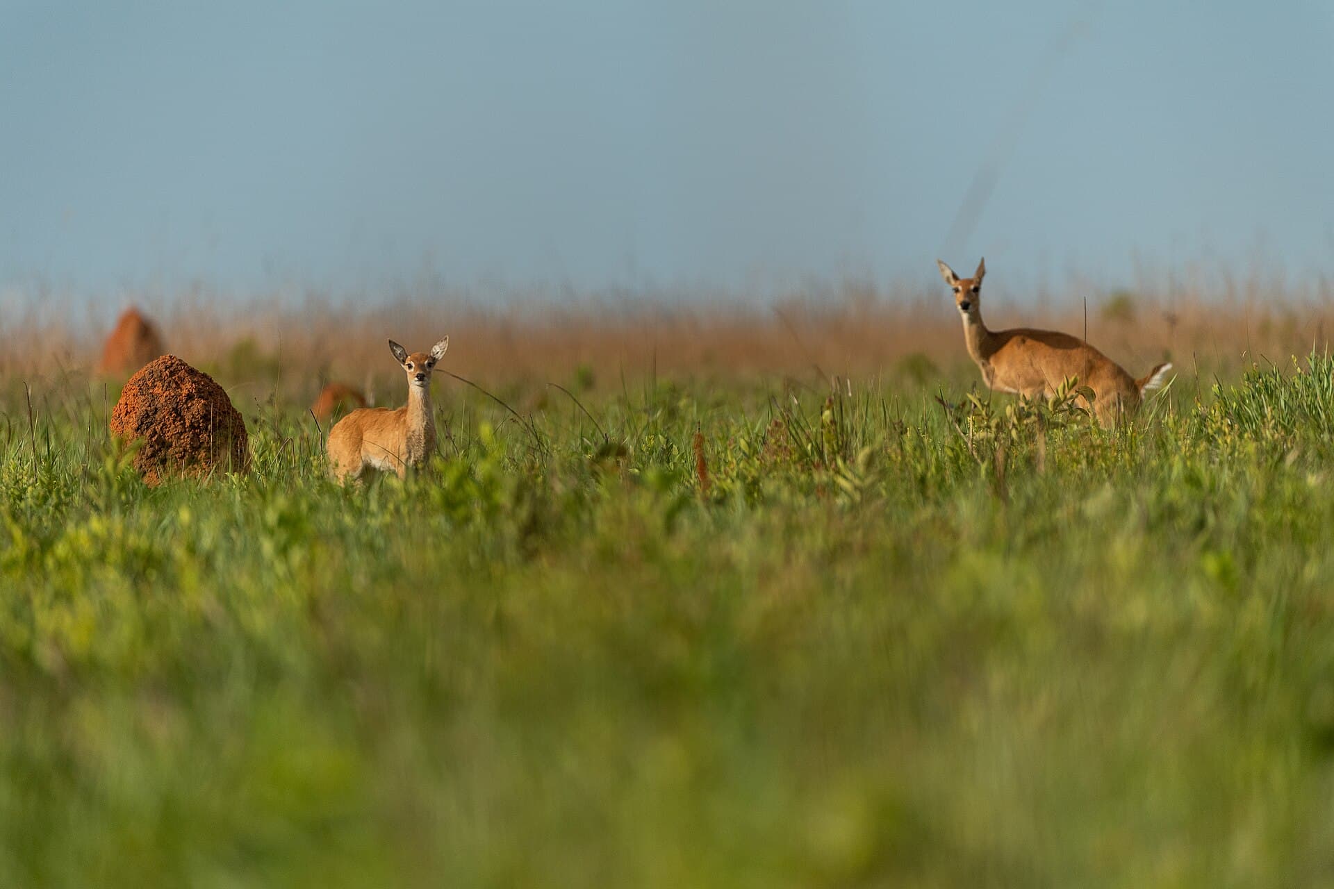 Emas National Park, Chapadão do Céu