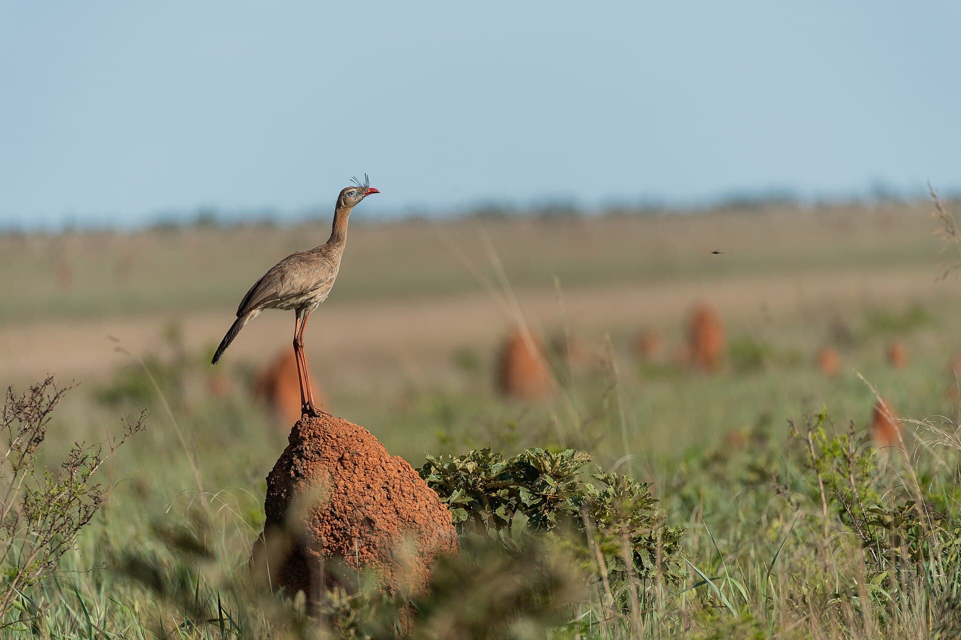 Emas National Park, Chapadão do Céu