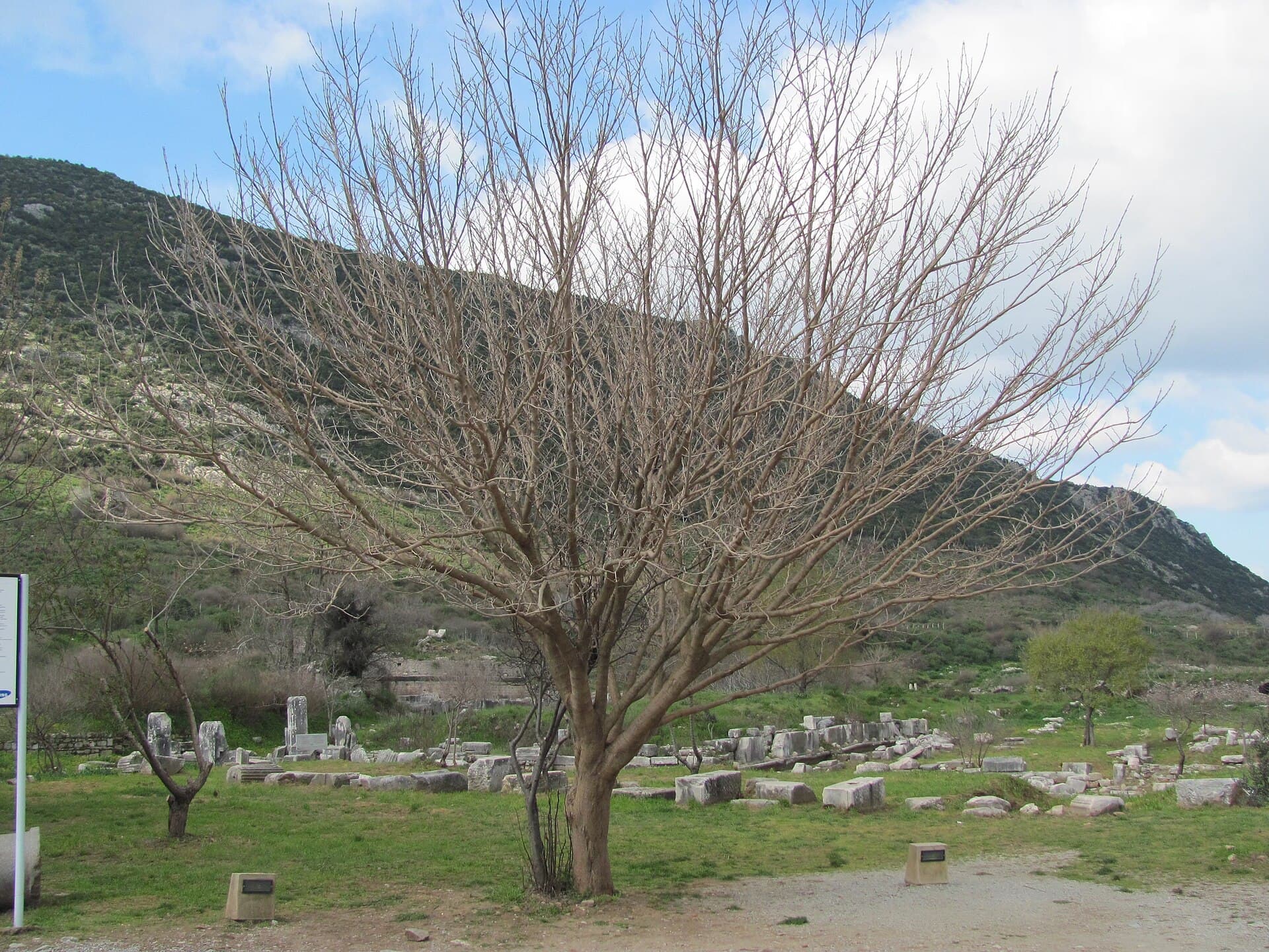 Ephesus, Kuşadası