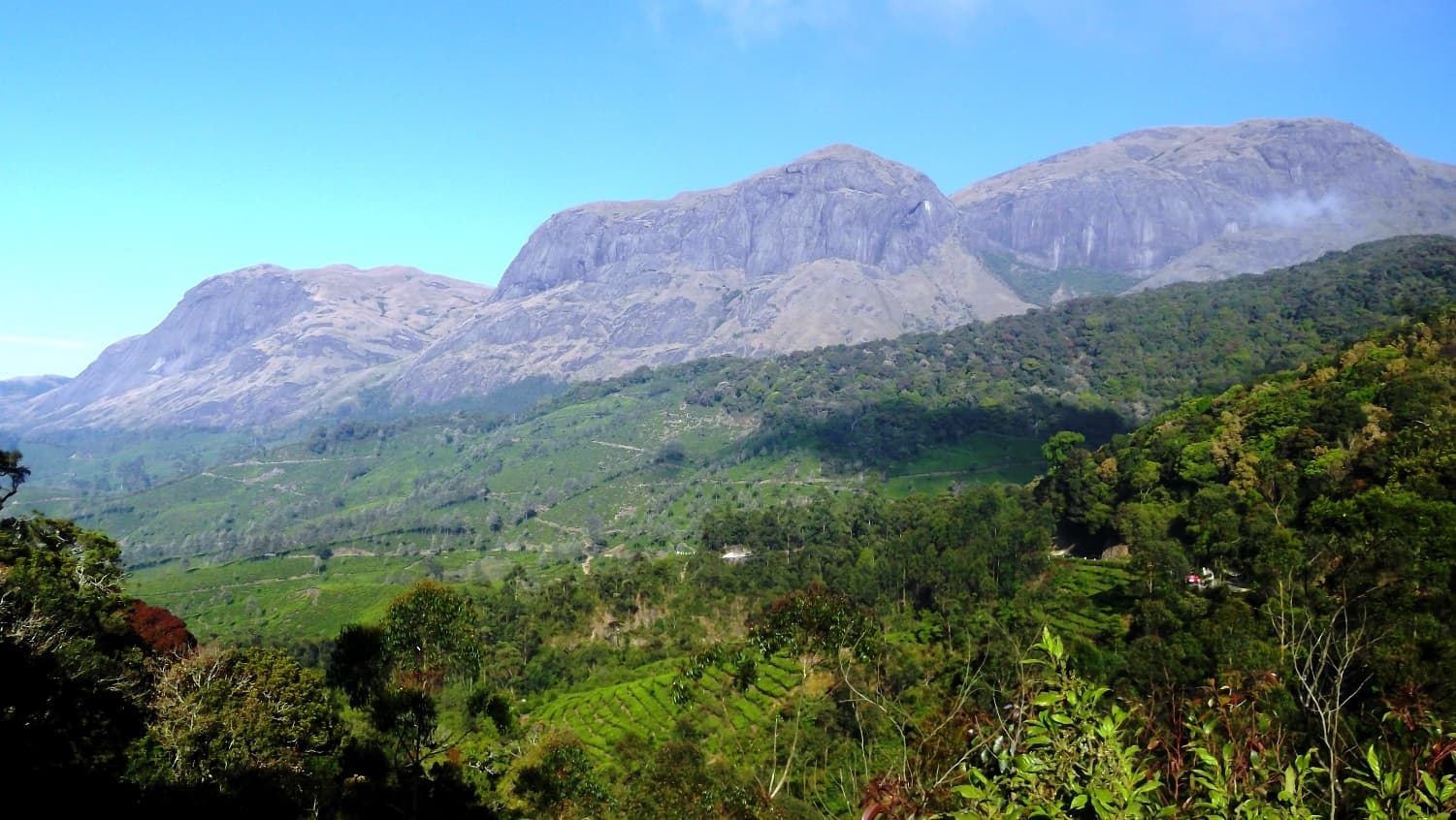 Eravikulam National Park
