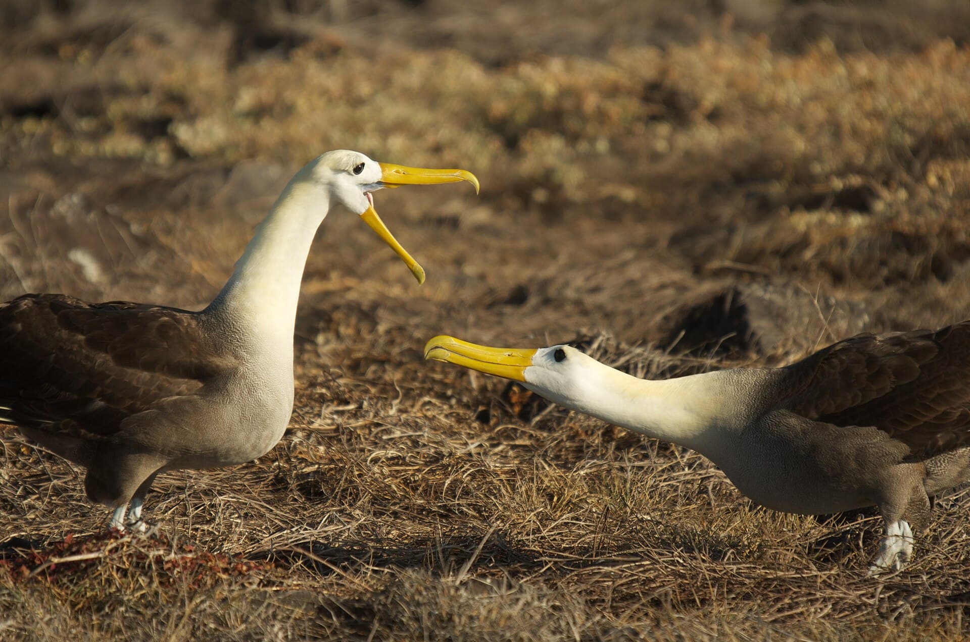 Waved albatrosses on Española Island