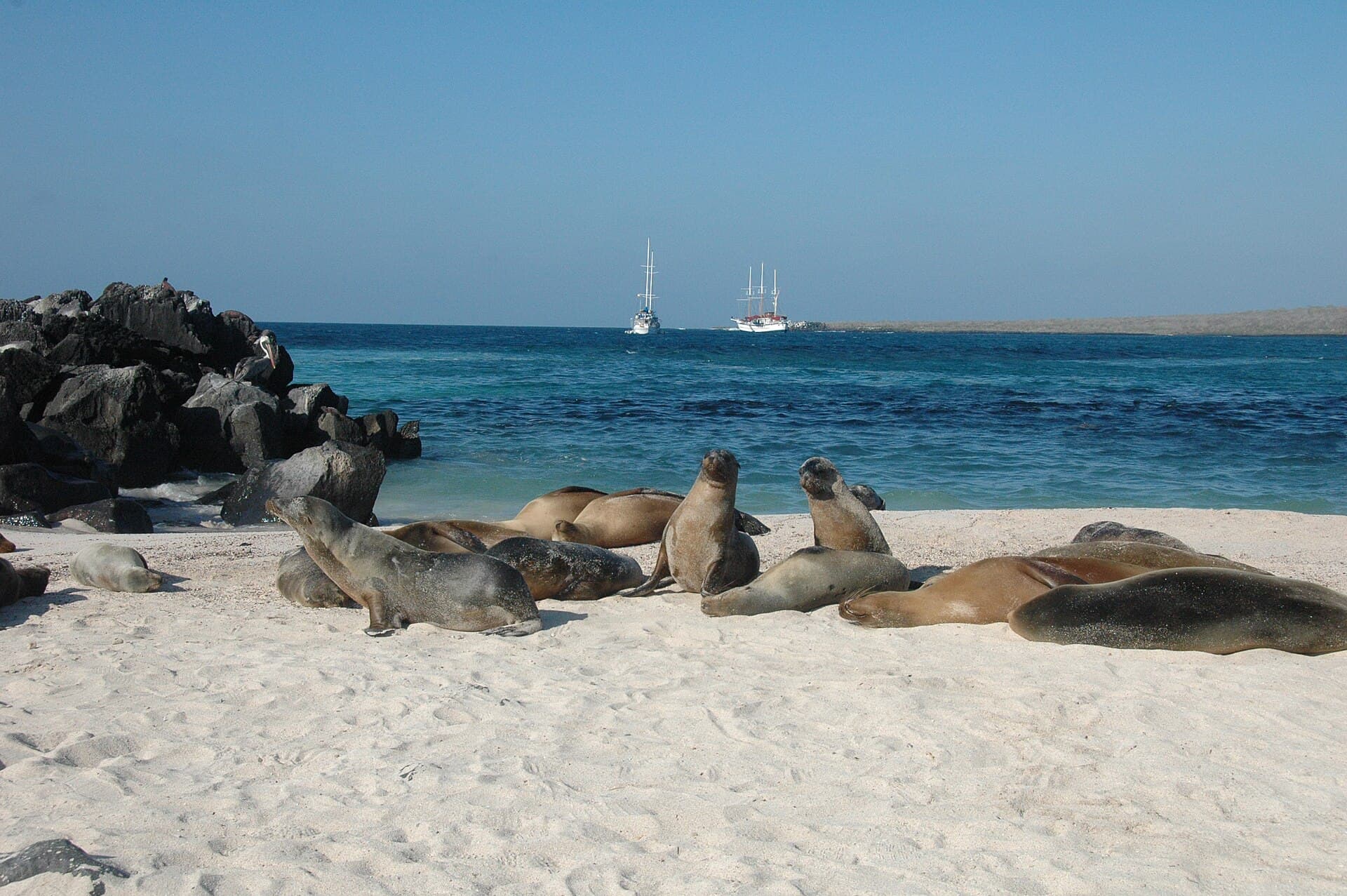 Waved albatrosses on Española Island