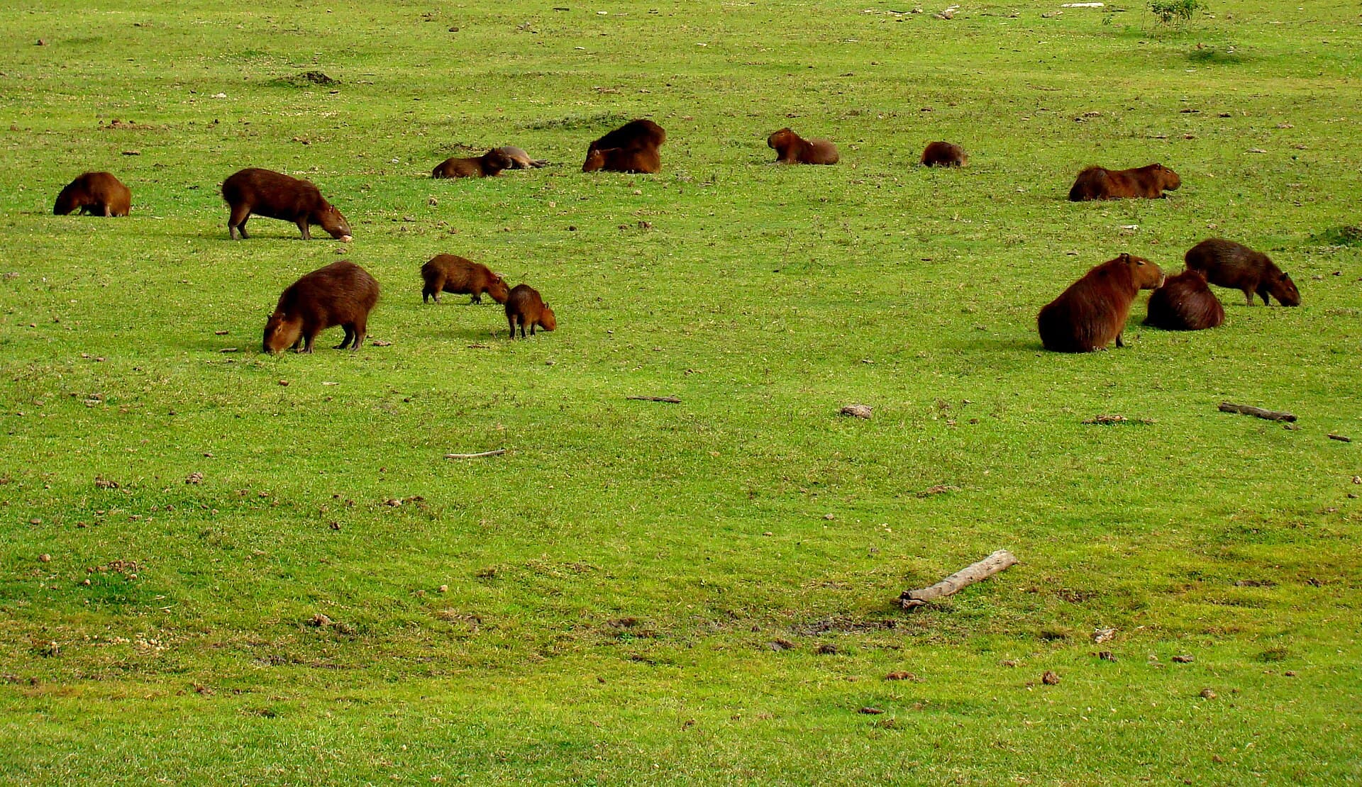 Taim Ecological Station, Rio Grande
