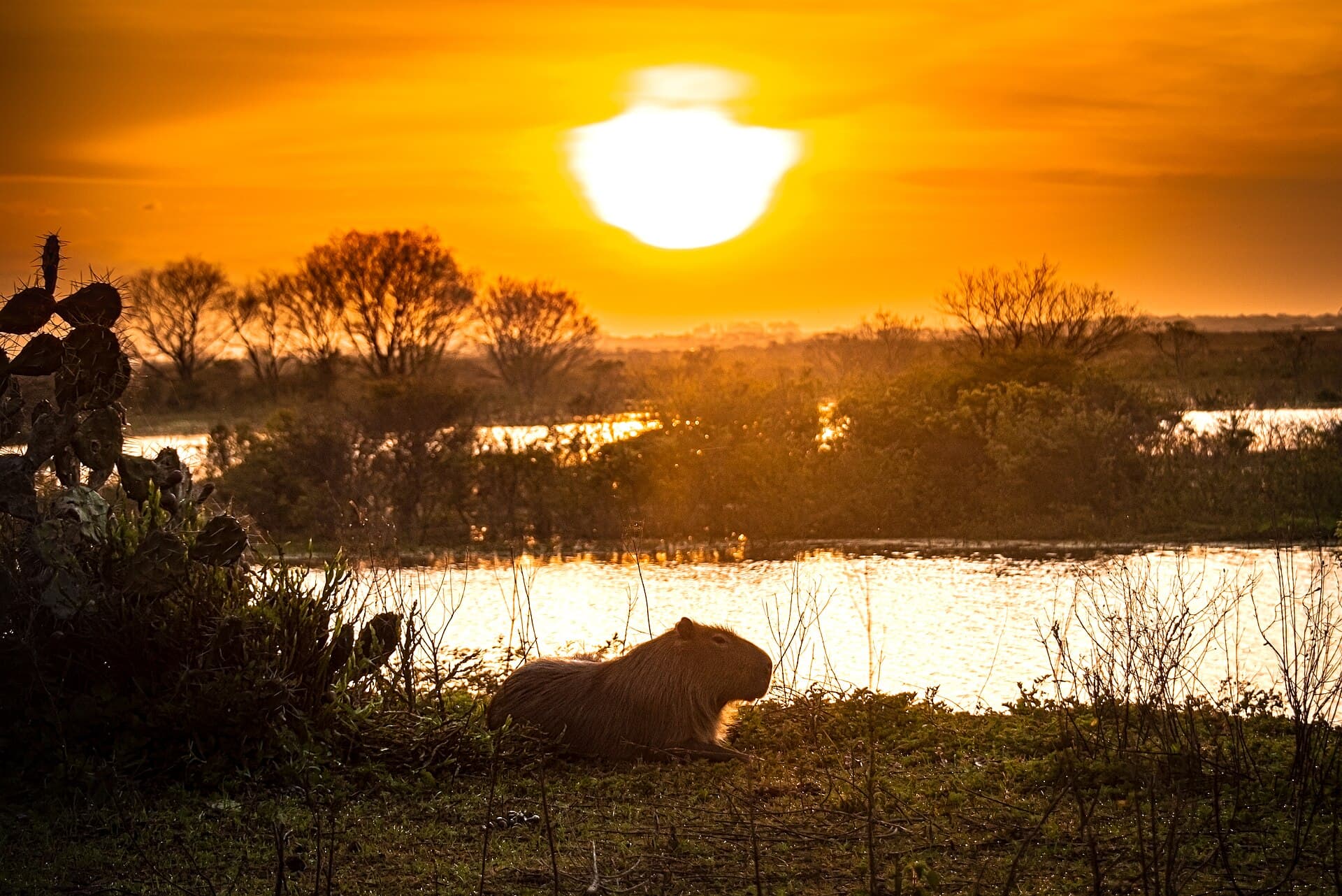 Taim Ecological Station, Rio Grande