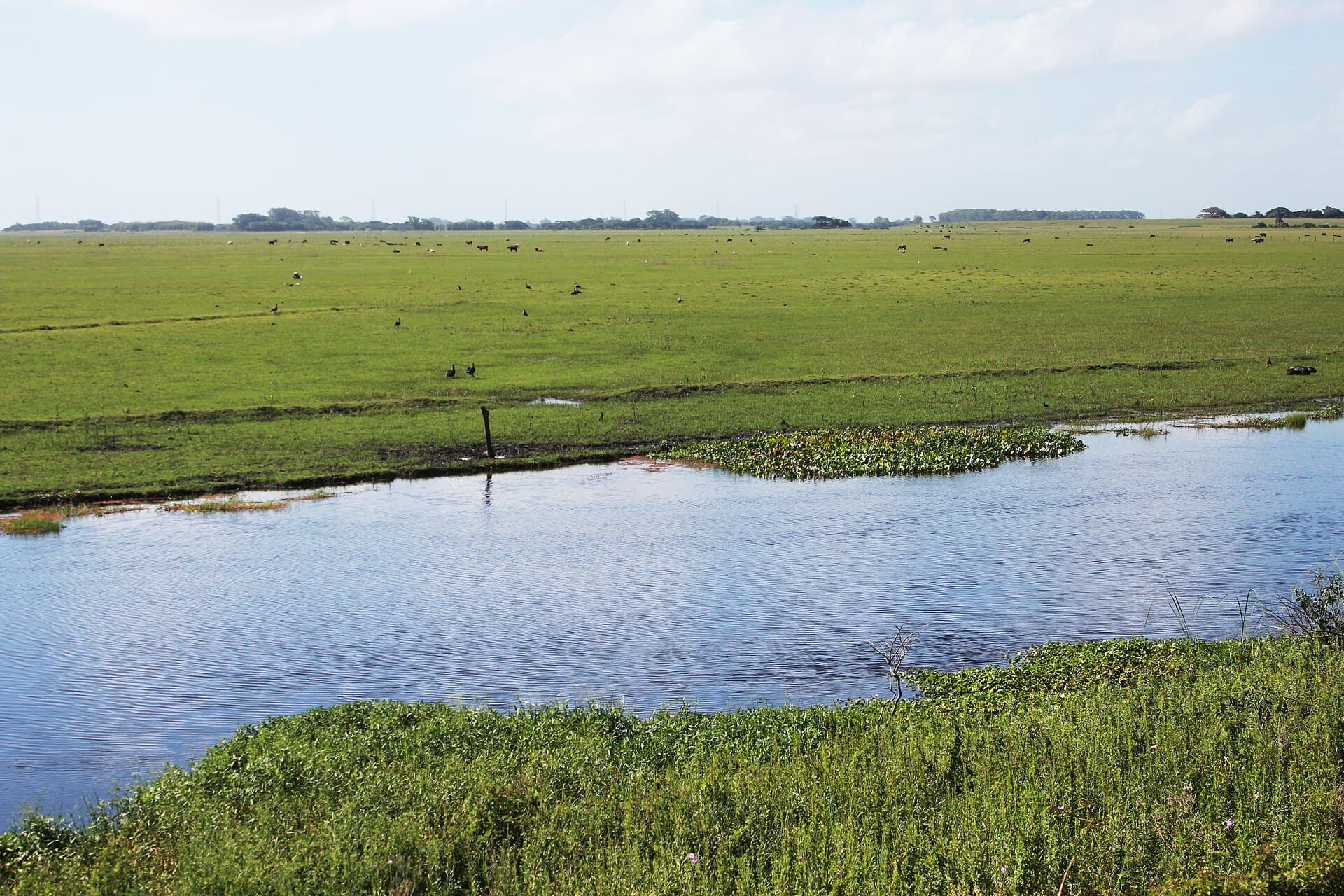 Taim Ecological Station, Rio Grande