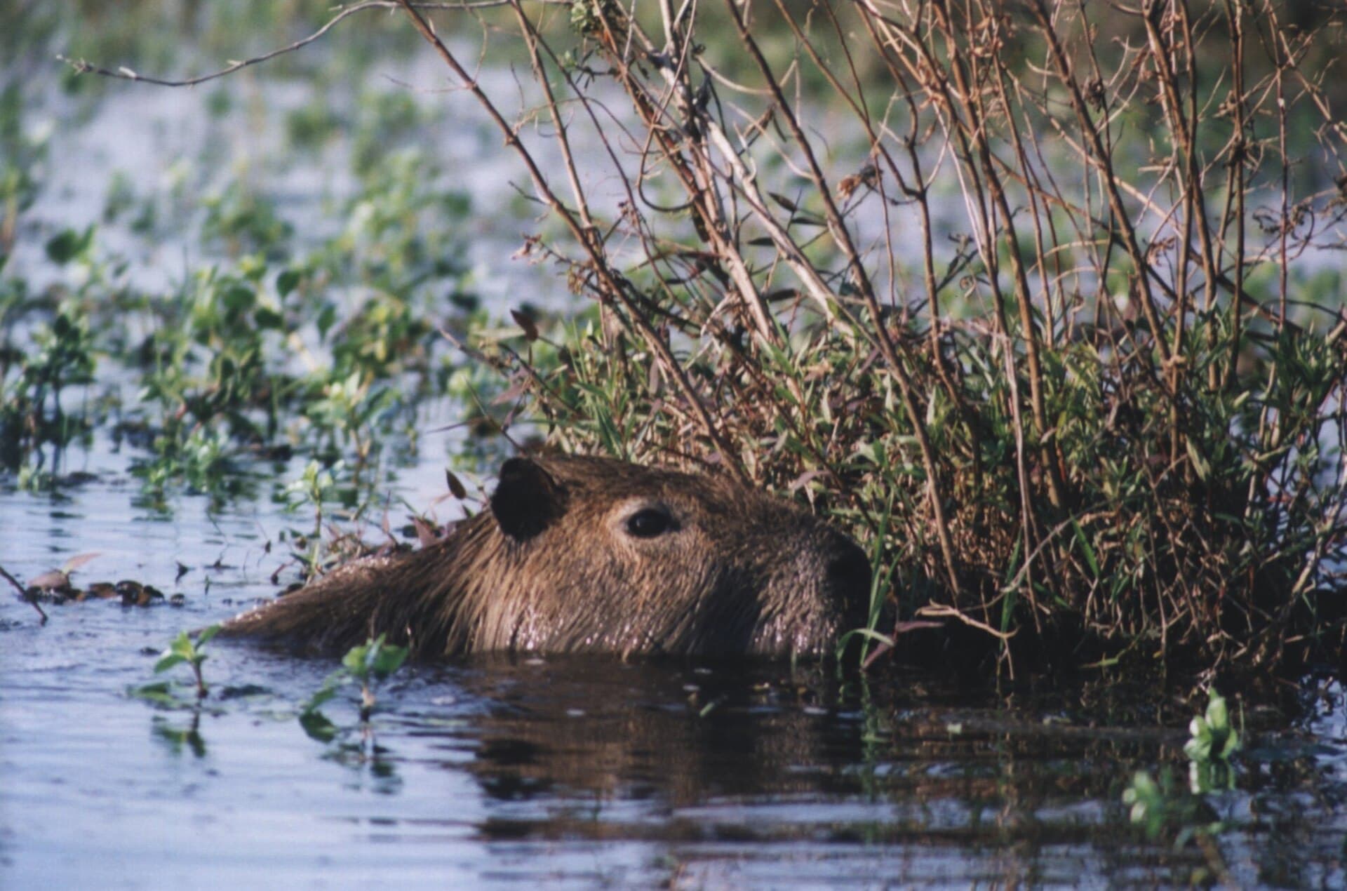 Iberá Wetlands, Colonia Carlos Pellegrini