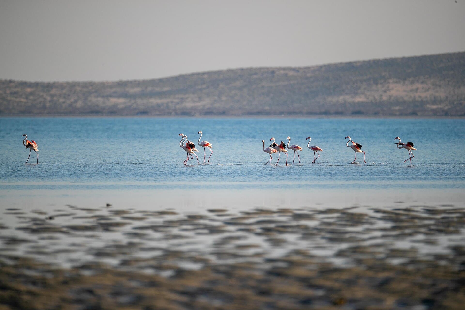 Farasan Islands