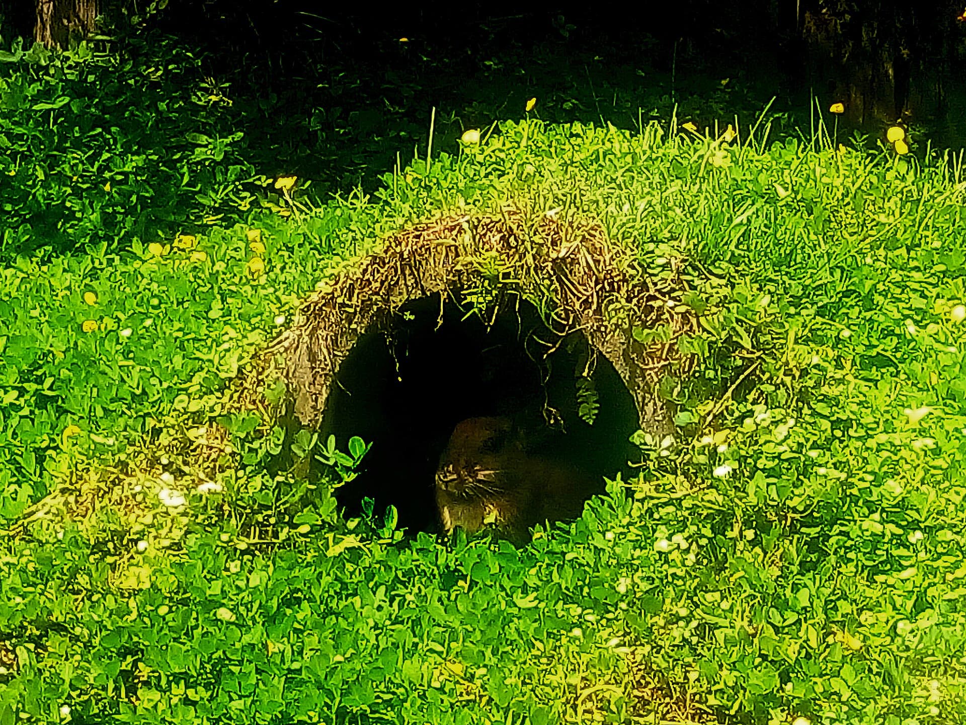 Hobbit house at Farmhouse Lembang