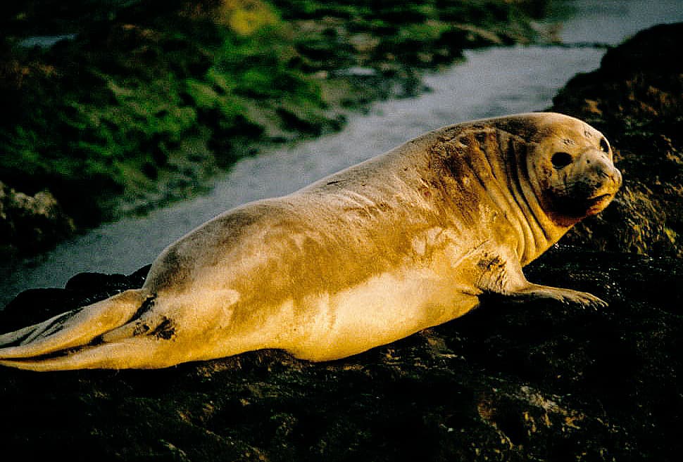 Punta Delgada Lighthouse and Elephant Seals, Puerto Madryn