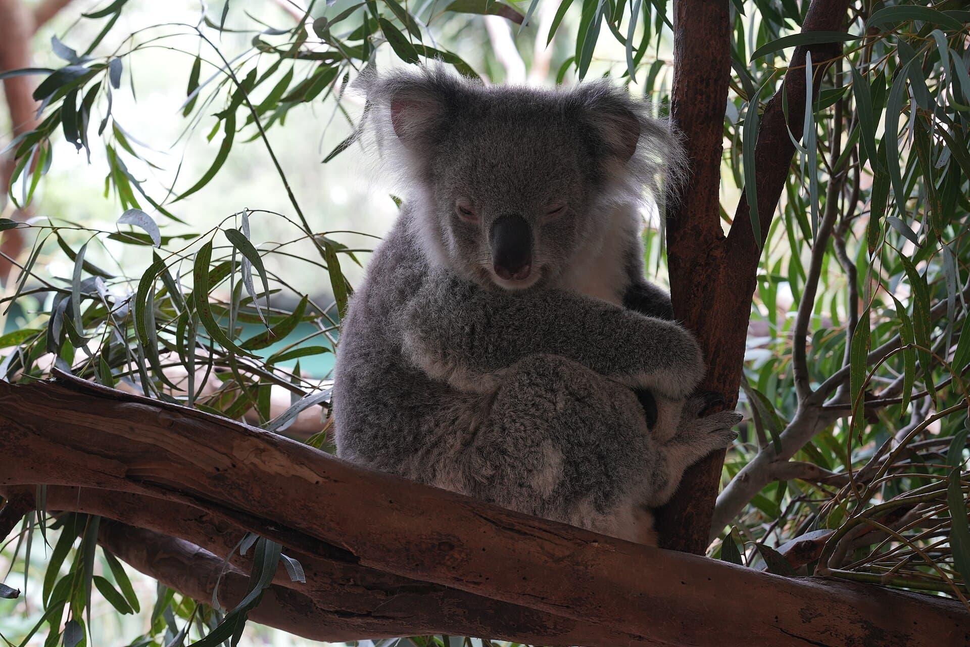 Featherdale Wildlife Park