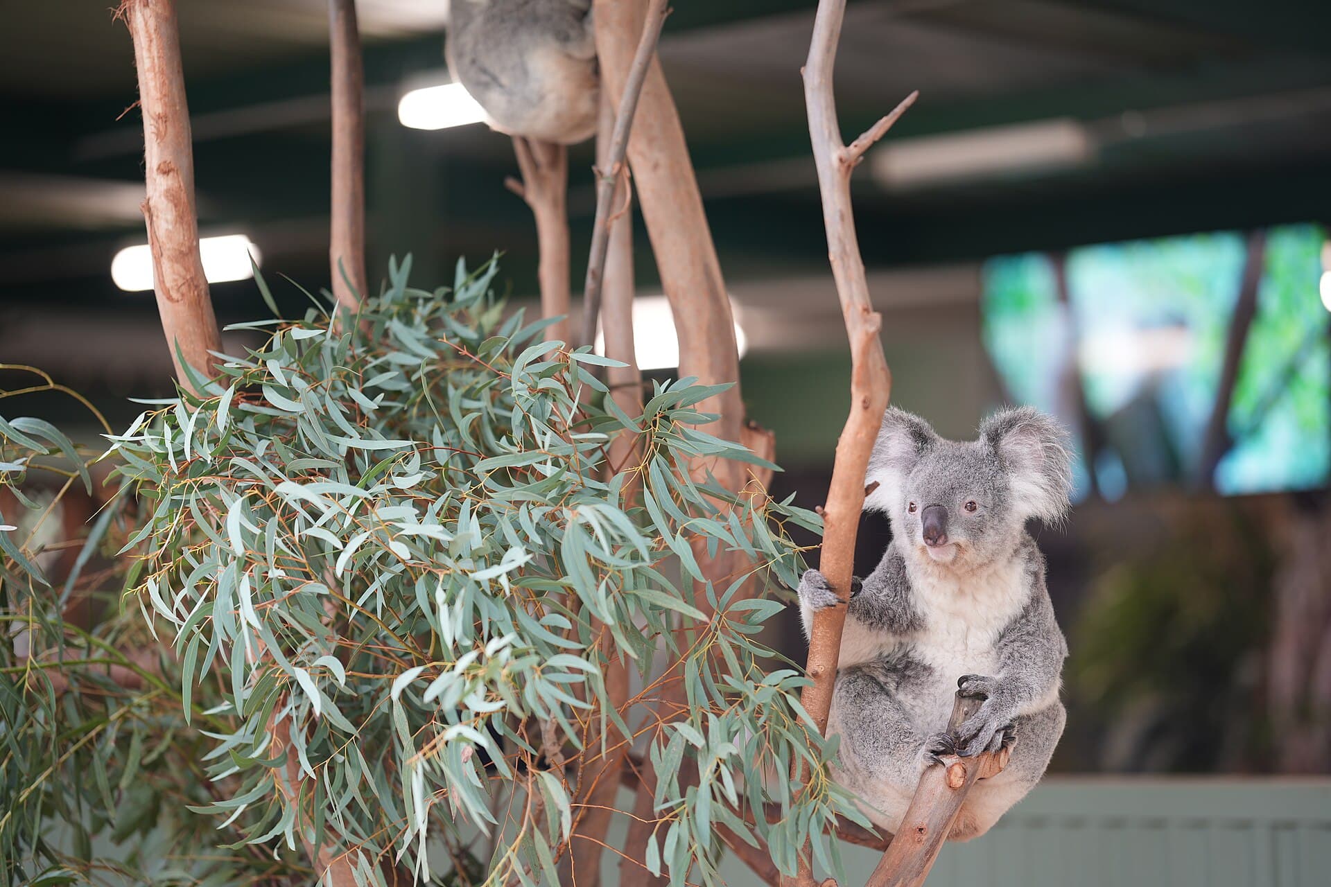 Featherdale Wildlife Park