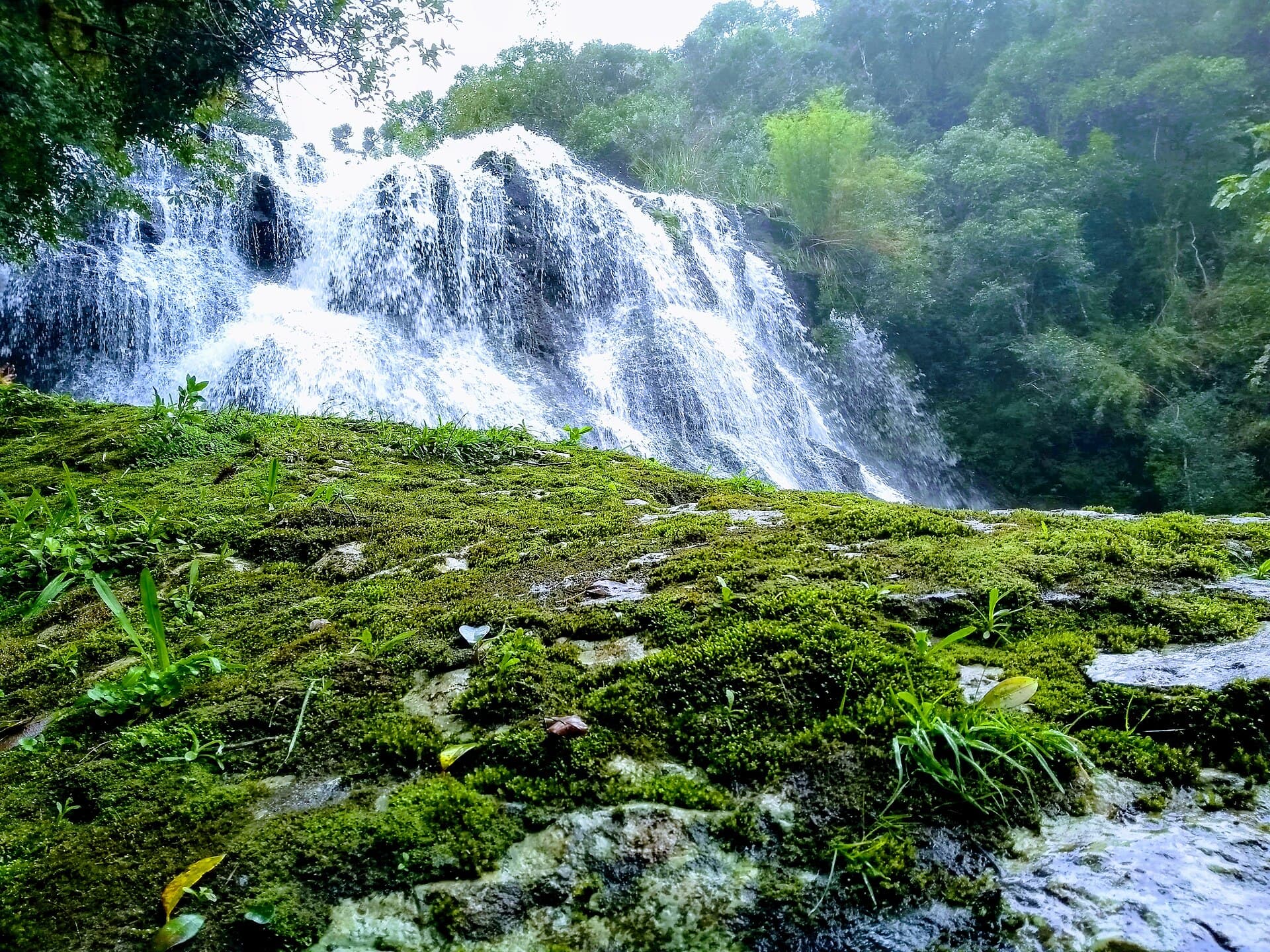 São Francisco de Paula National Forest, São Francisco de Paula