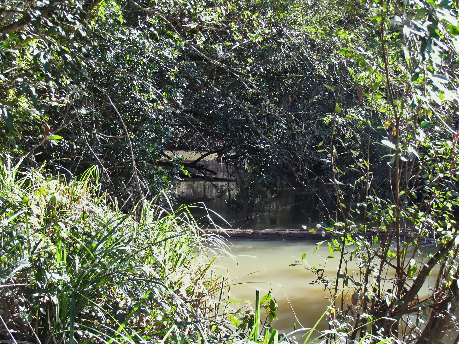 Edmundo Navarro de Andrade State Forest, Rio Claro