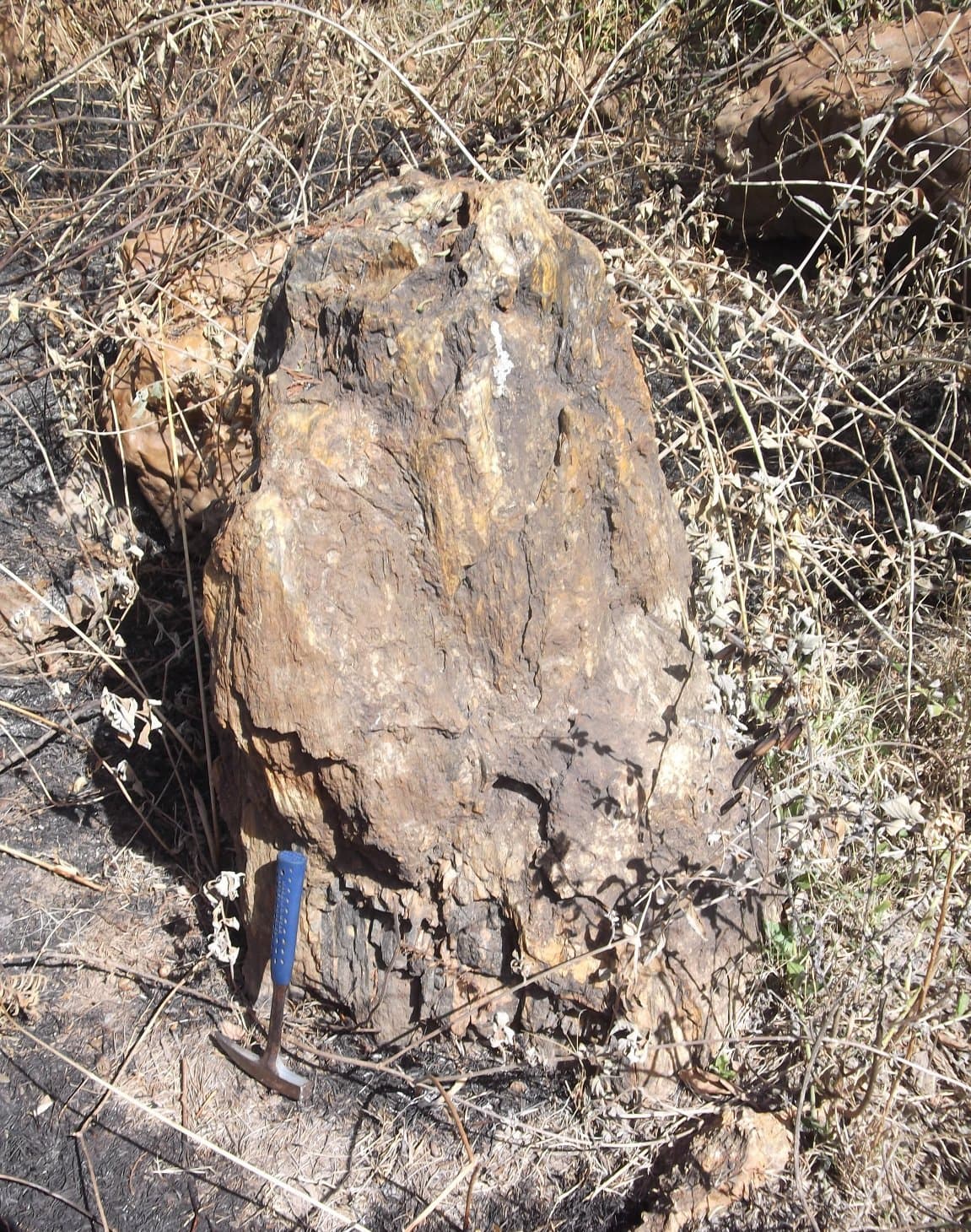 Teresina Fossil Forest, Teresina