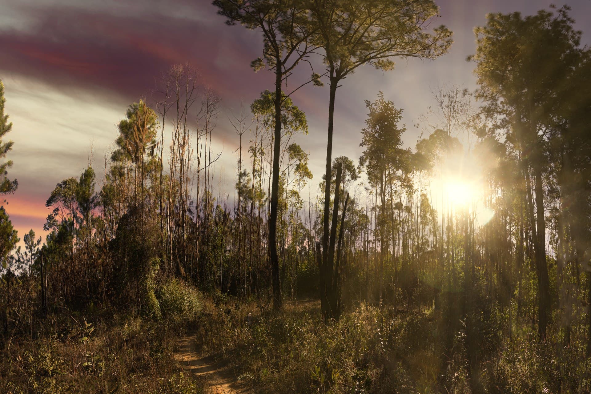 Brasília National Forest, Brasília
