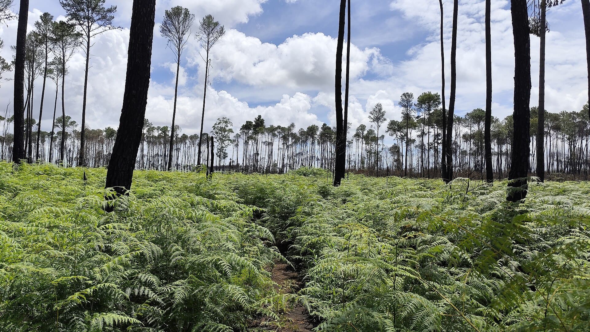 Brasília National Forest, Brasília