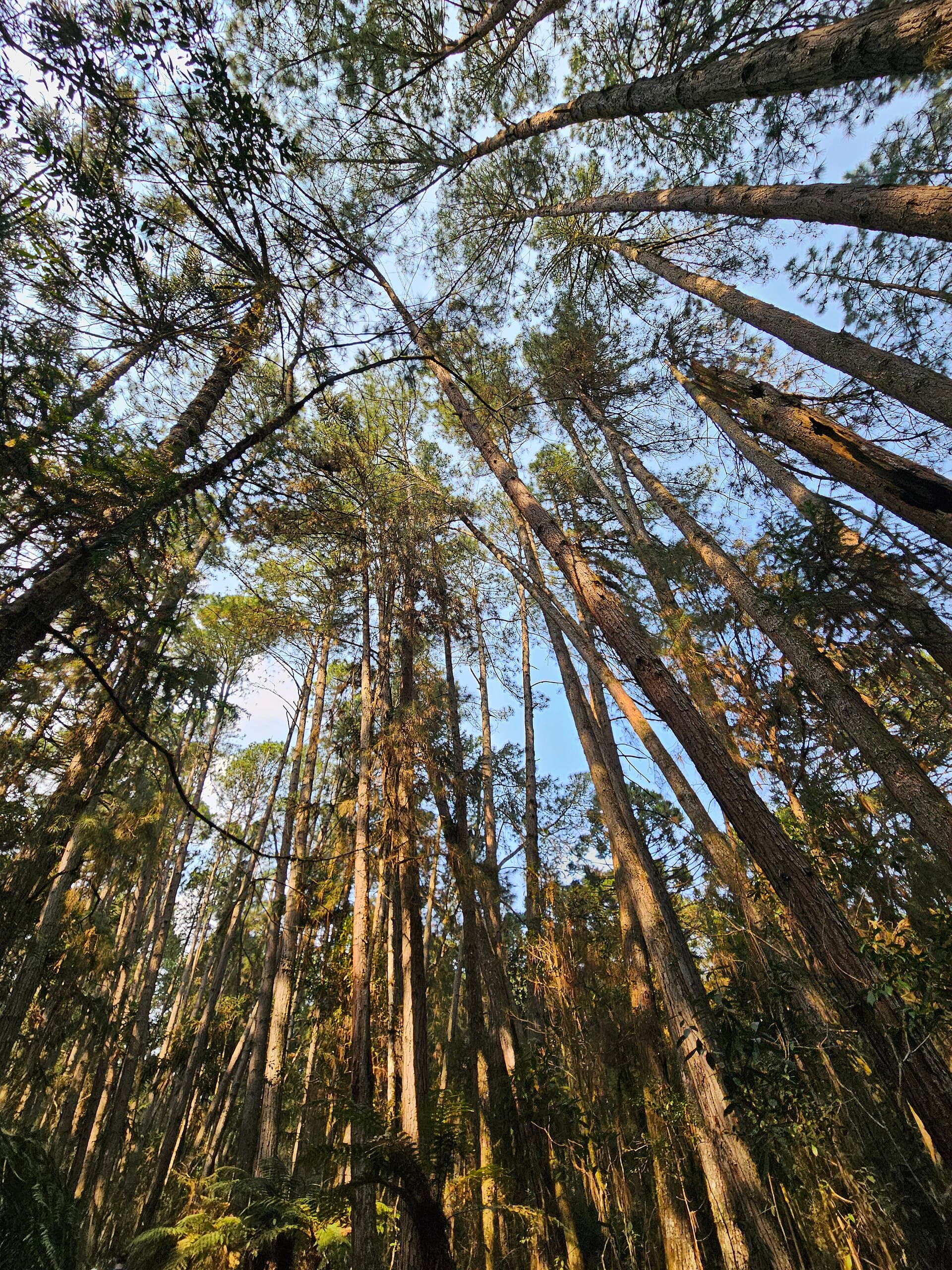 Floresta Nacional de Canela, Canela