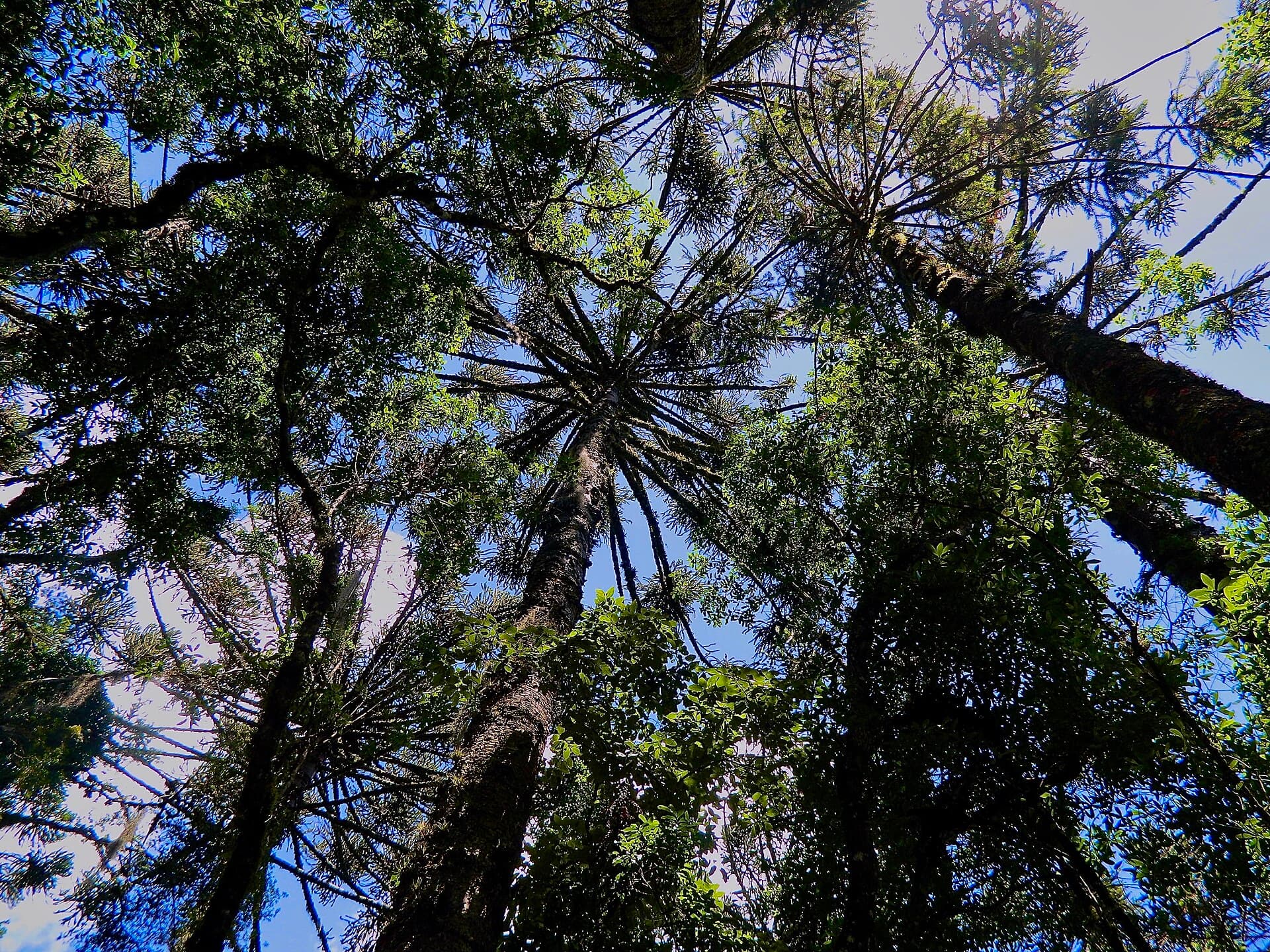 Floresta Nacional de Canela, Canela