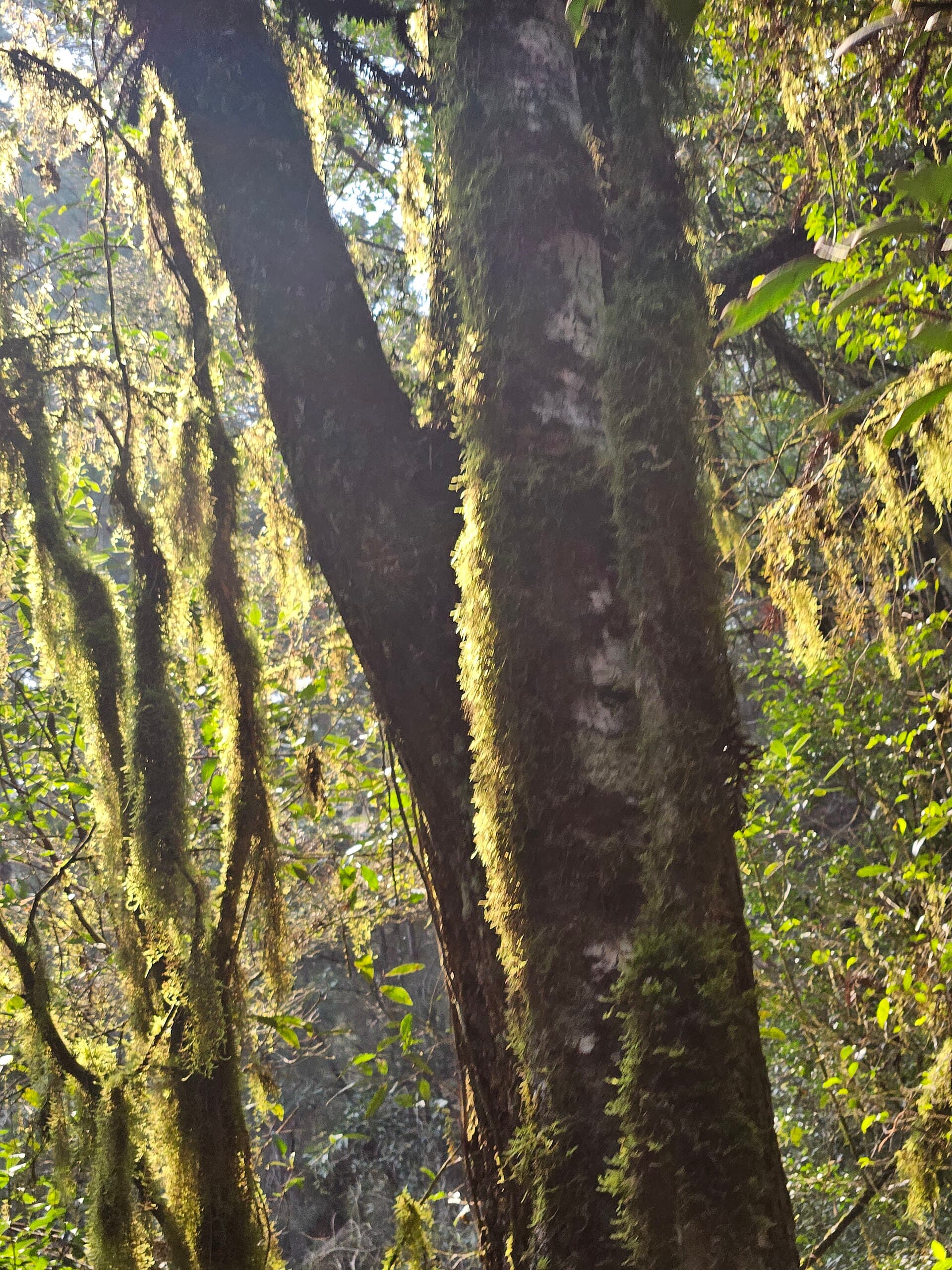 Floresta Nacional de Canela, Canela