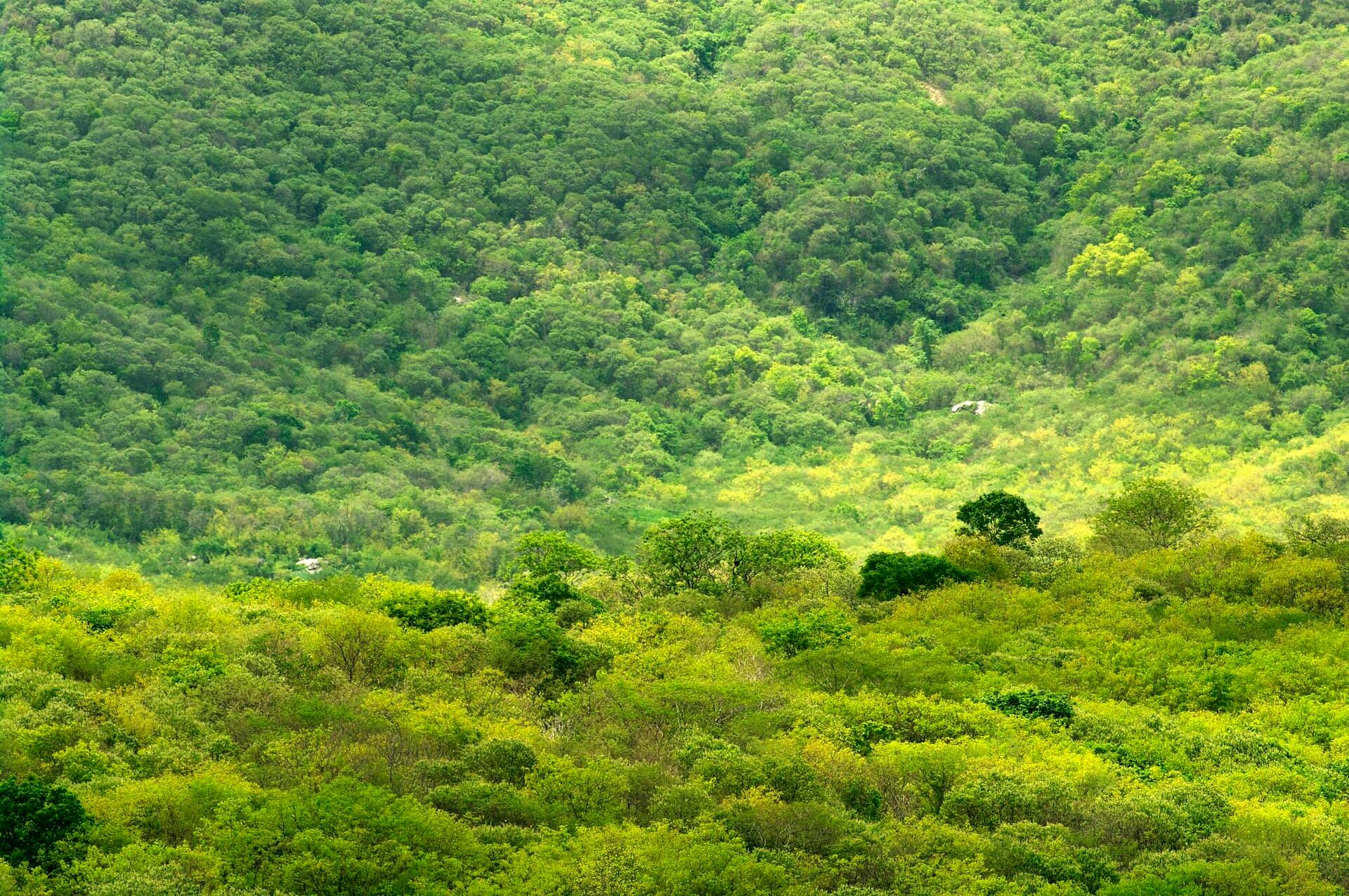 Araripe National Forest, Crato