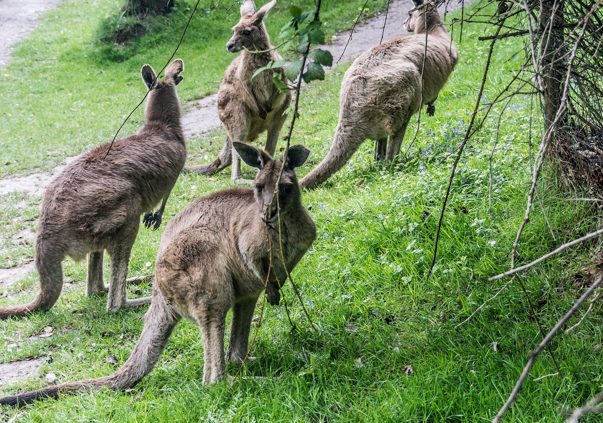 Fota Wildlife Park