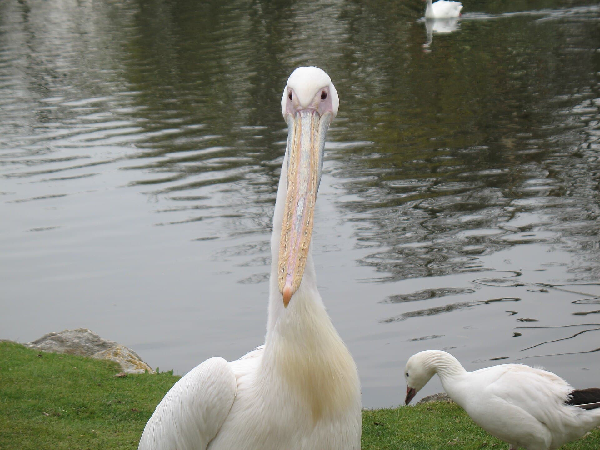 Fota Wildlife Park