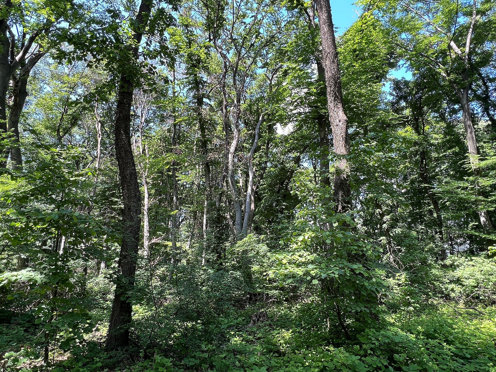 Fruška Gora National Park