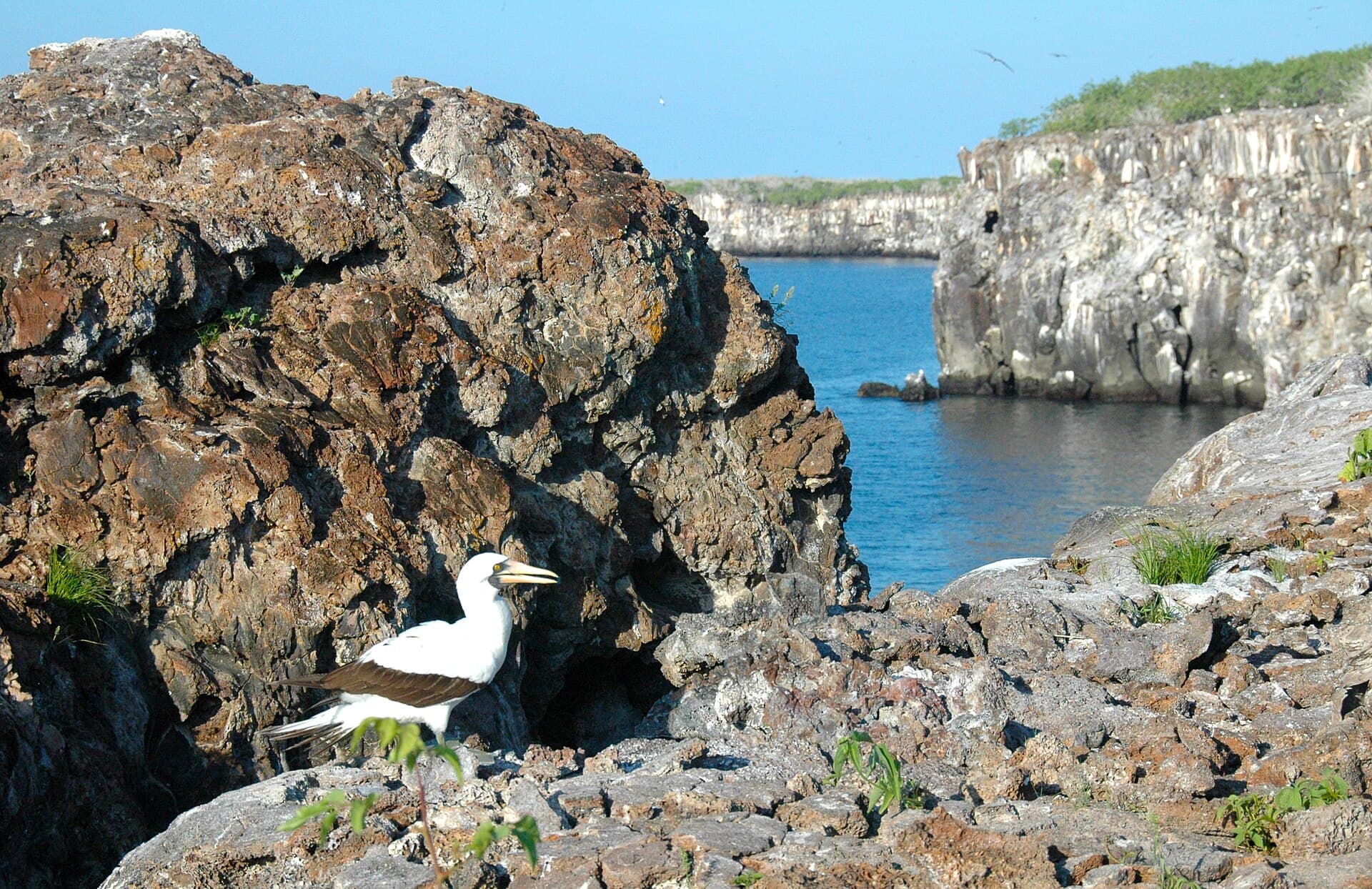 Genovesa Island and its seabirds