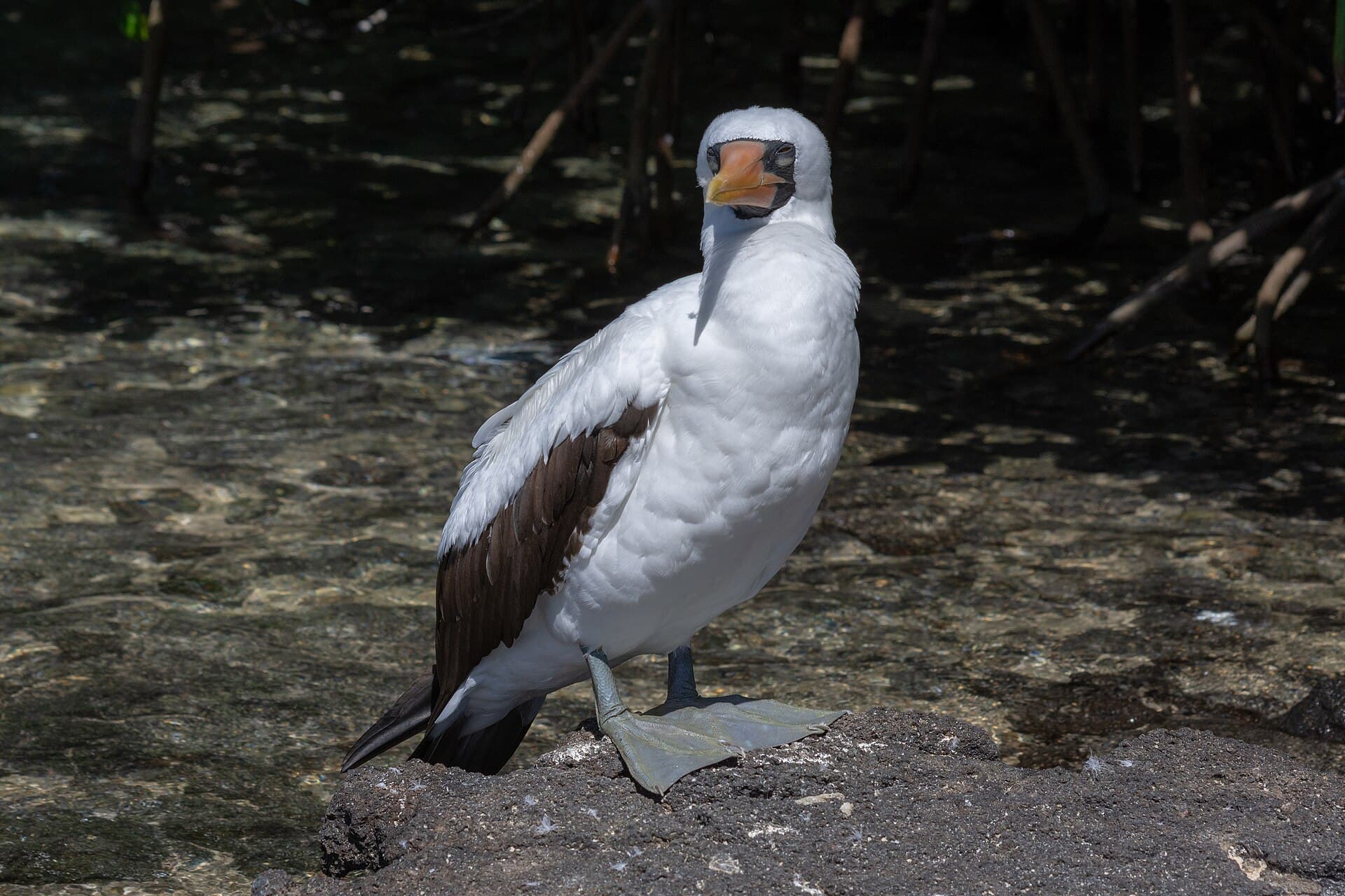 Genovesa Island and its seabirds