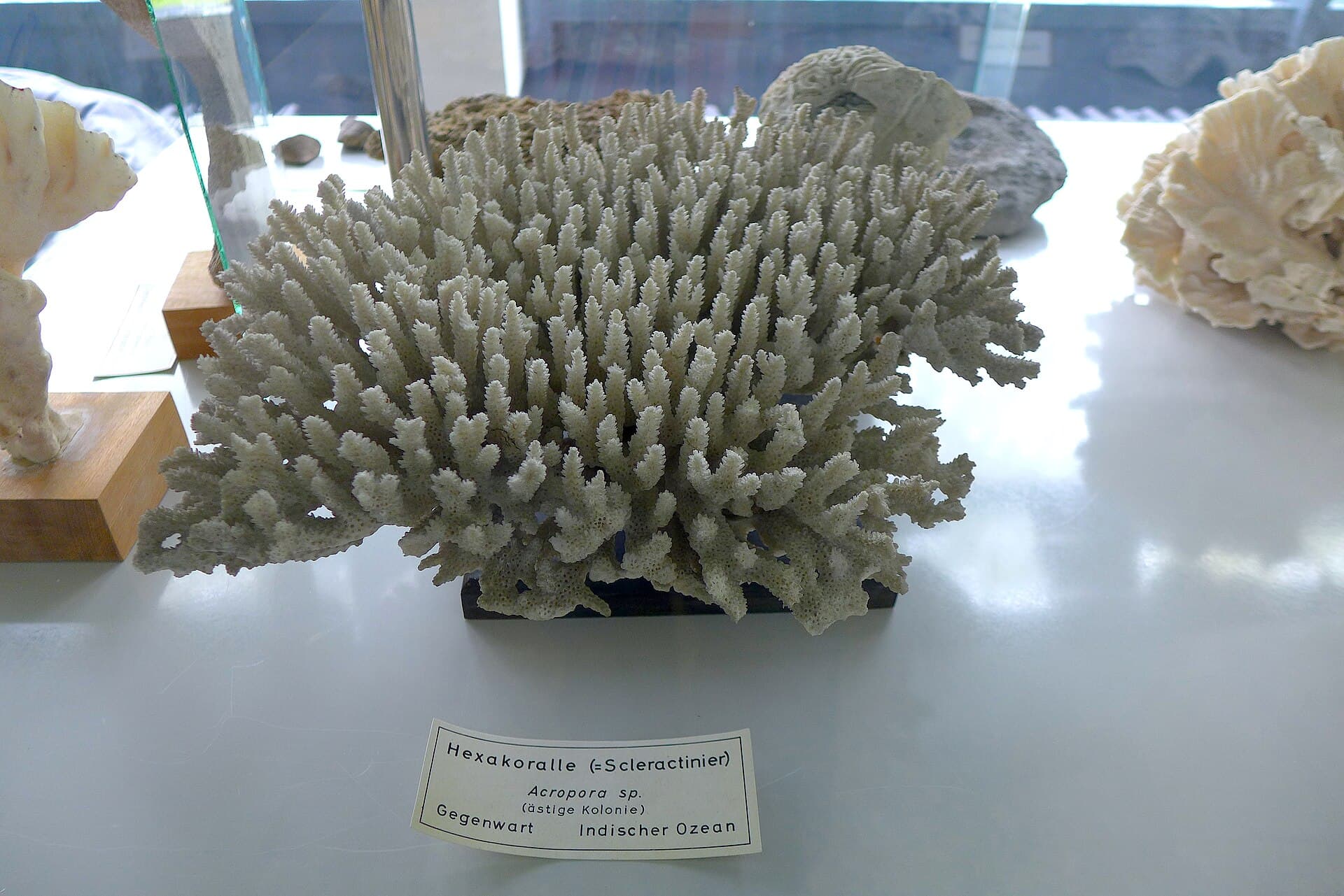 The University Geological Museum, Cologne