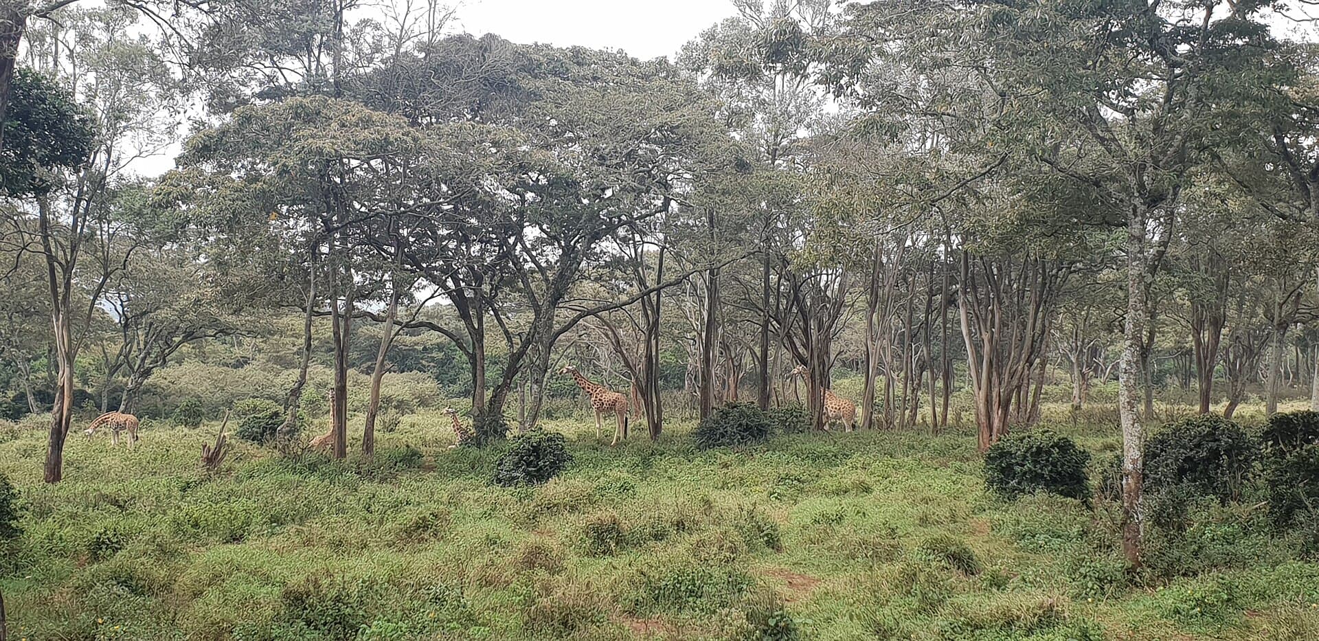 Giraffe Centre, Nairobi