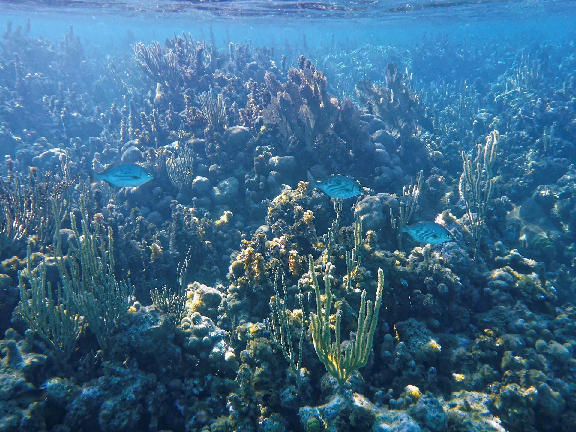 Glovers Reef corals