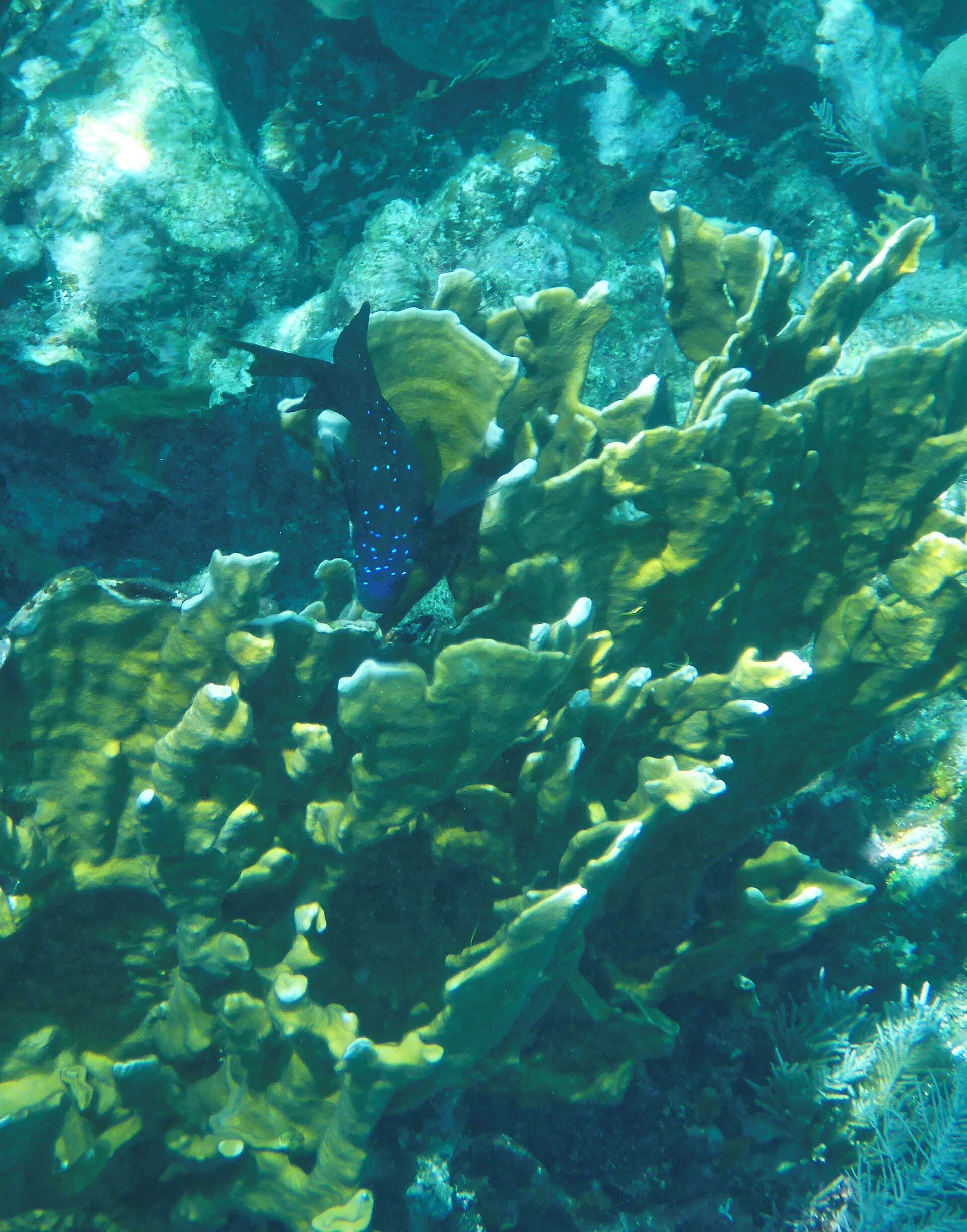 Glovers Reef corals