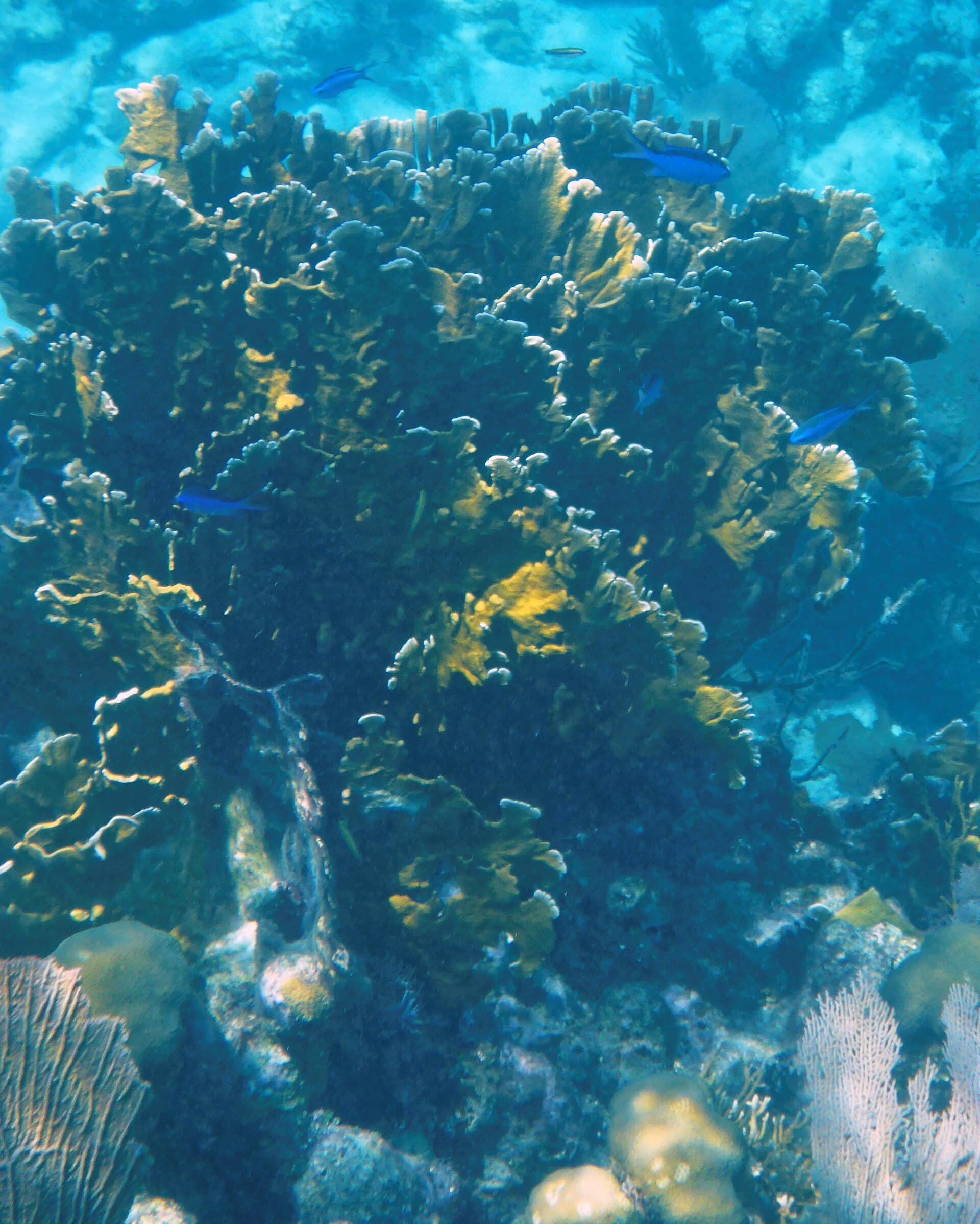Glovers Reef corals