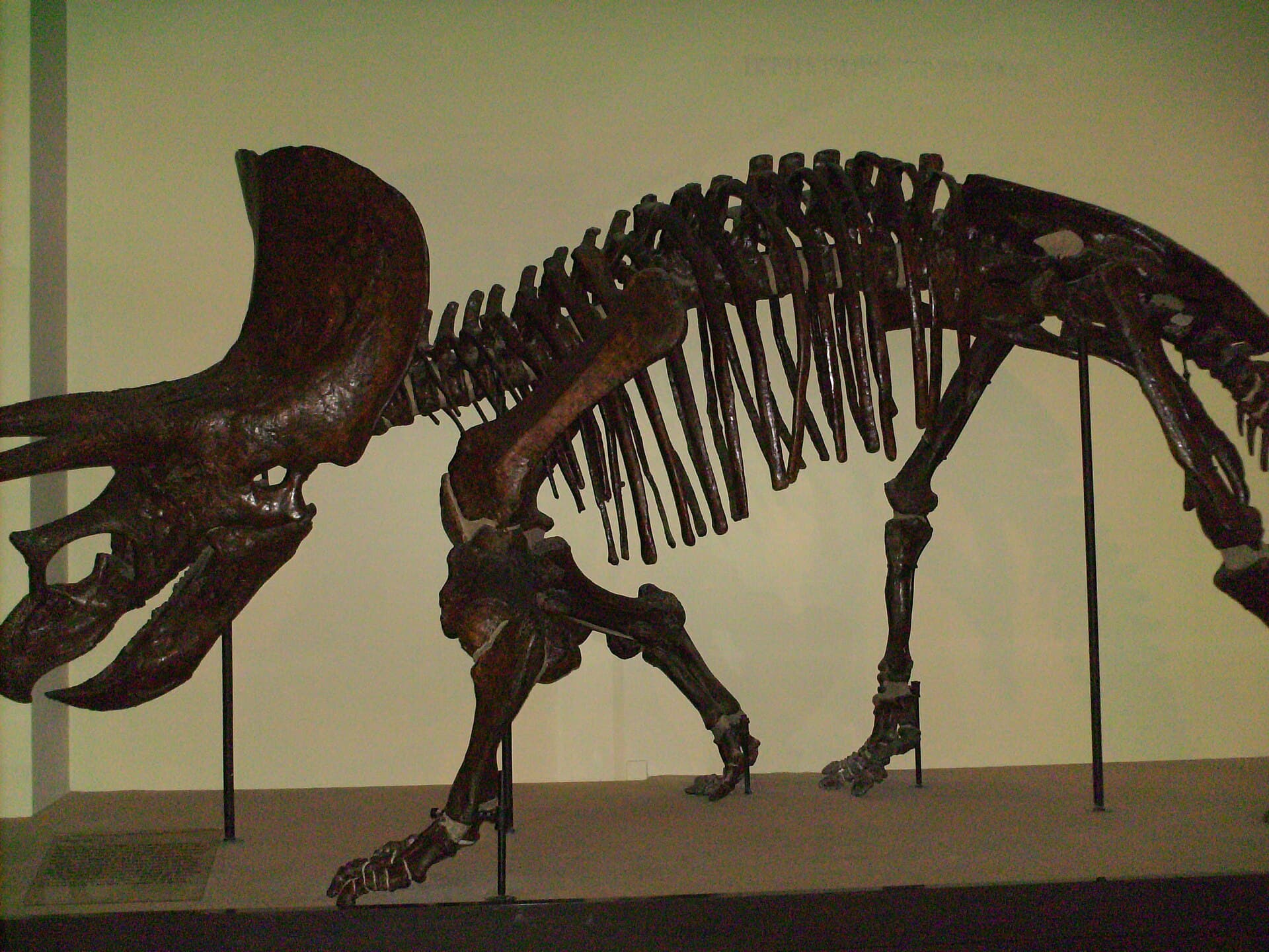 The Goulandris Natural History Museum, Kifissia