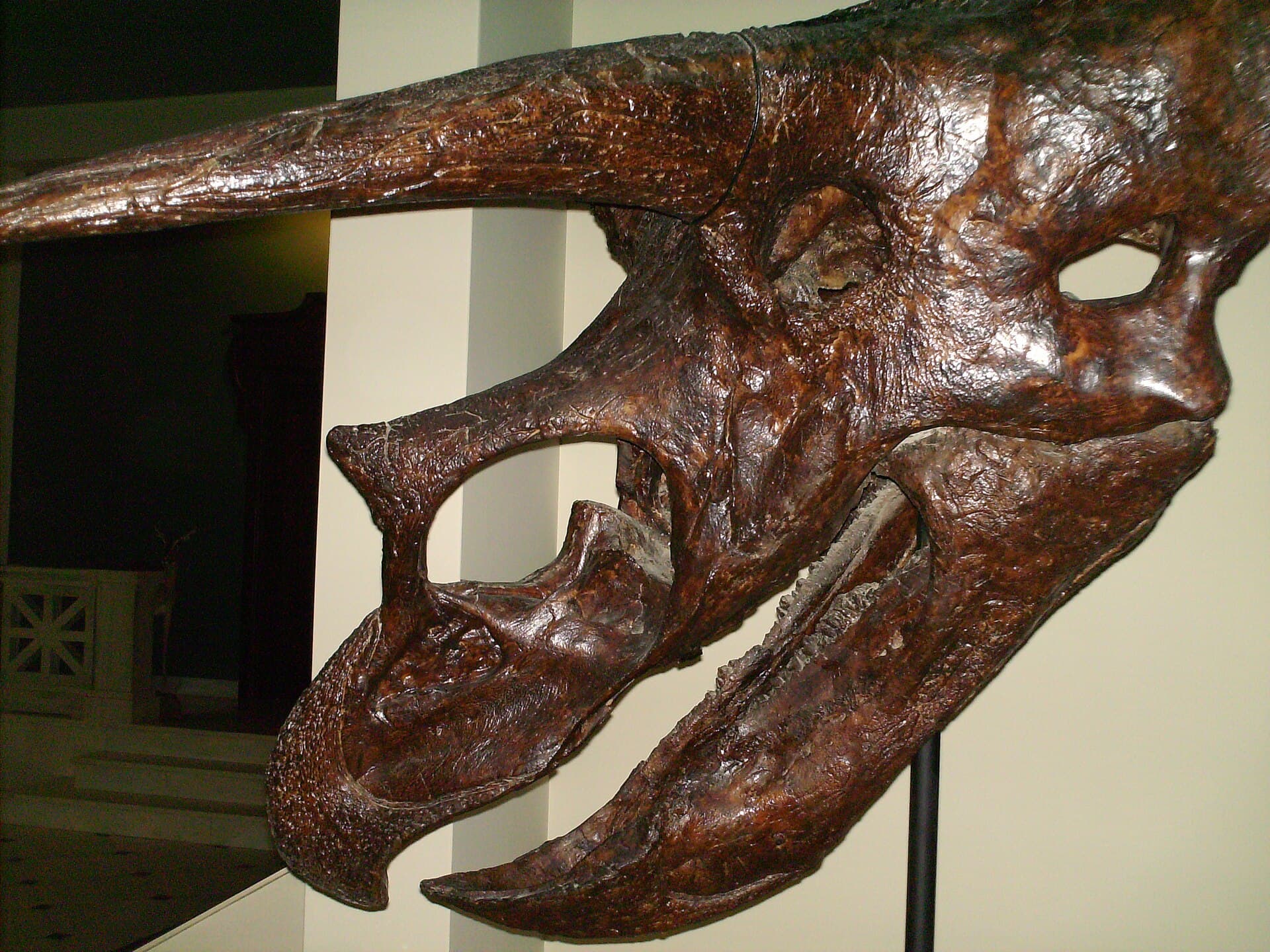 The Goulandris Natural History Museum, Kifissia