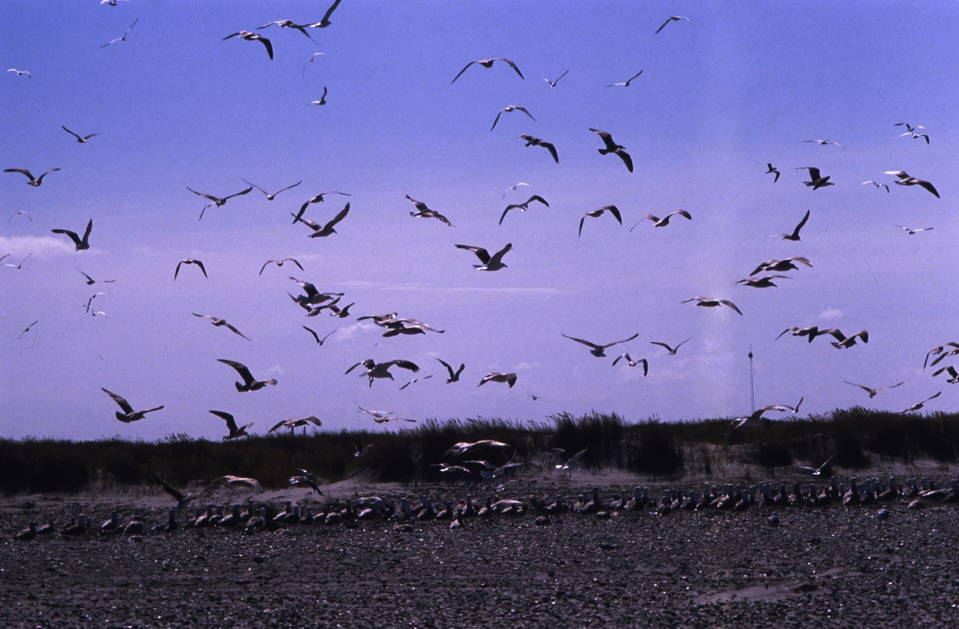 Grenen, Skagen