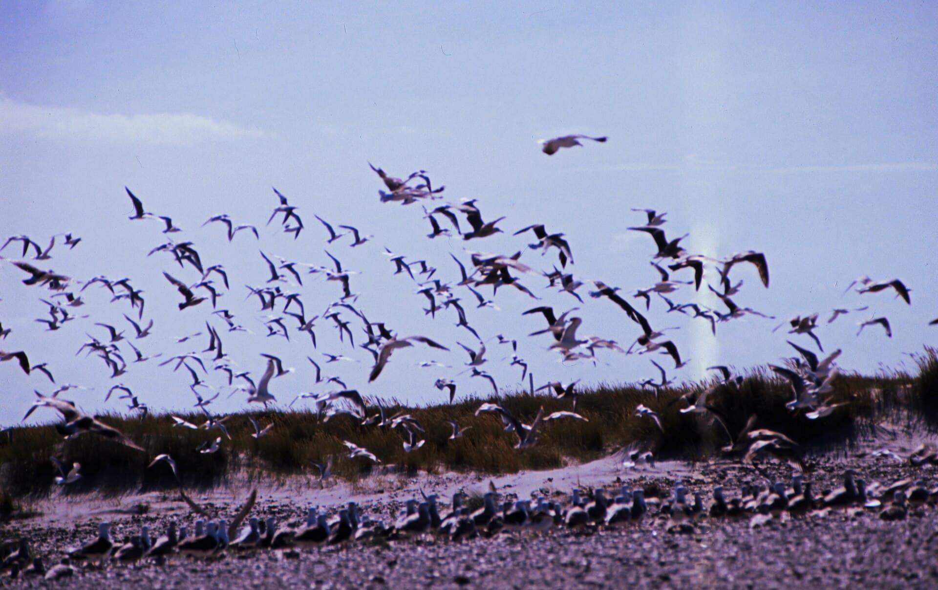 Grenen, Skagen