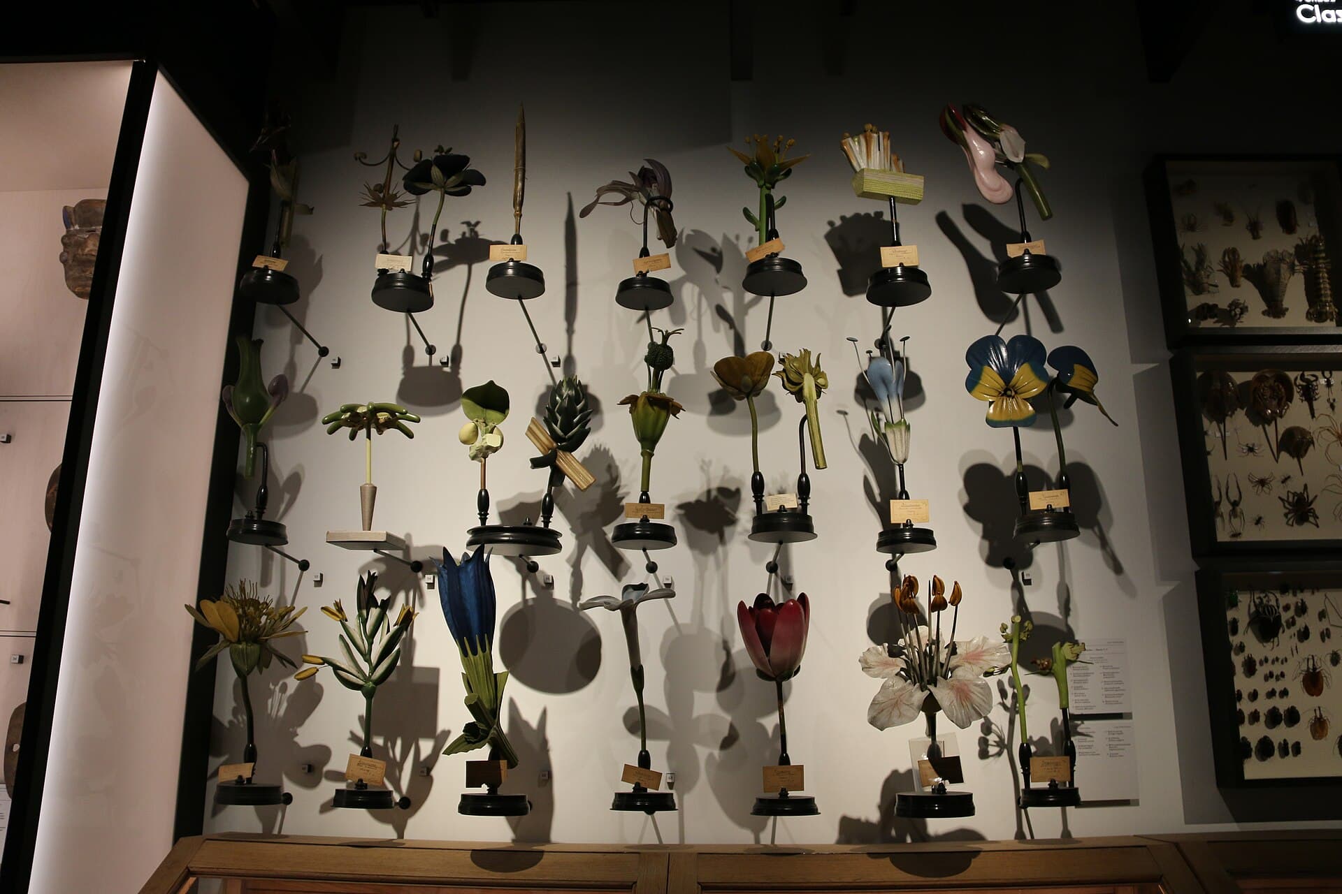 GUM, Ghent University Museum and Botanical Garden, Ghent