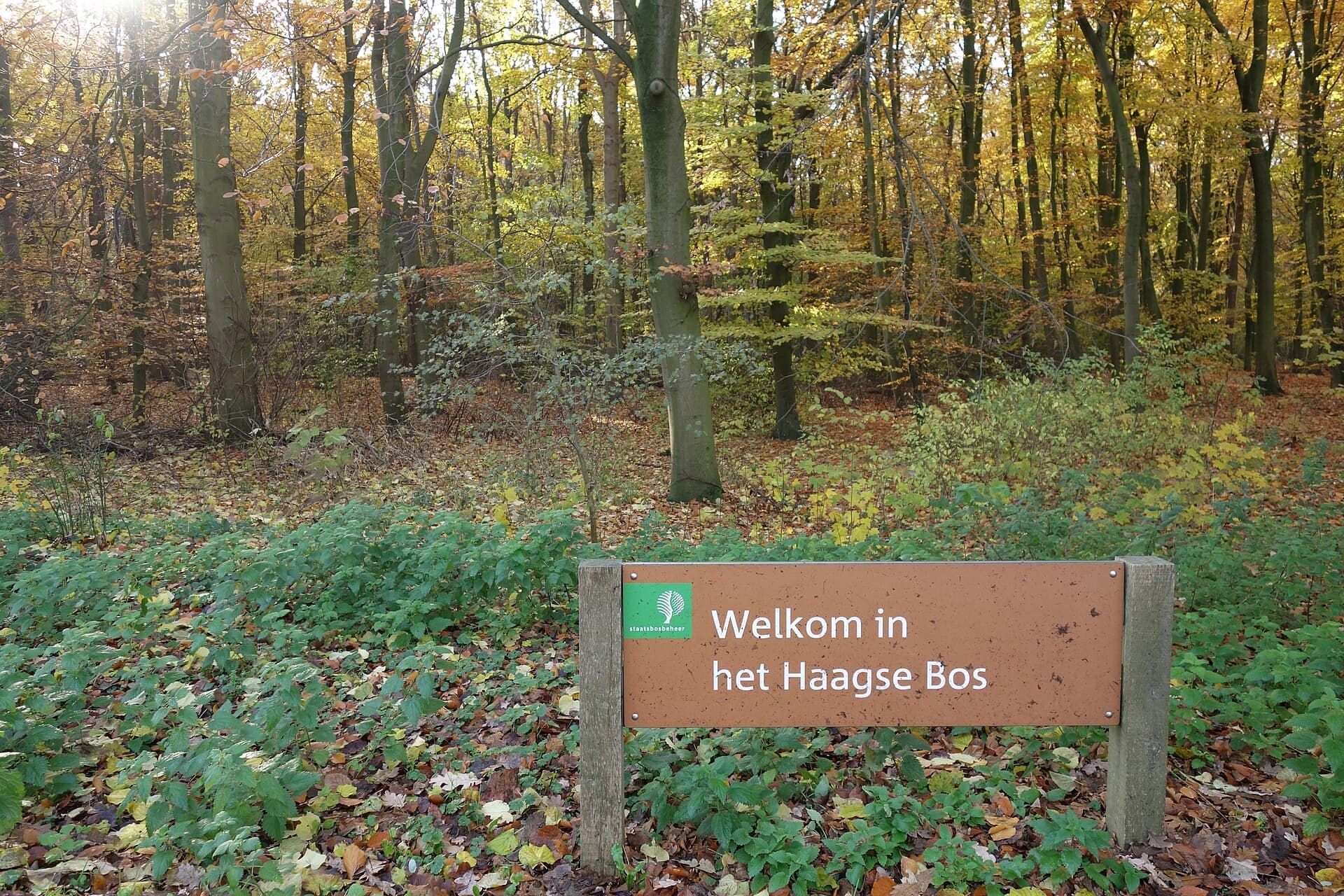 The Haagse Bos, The Hague