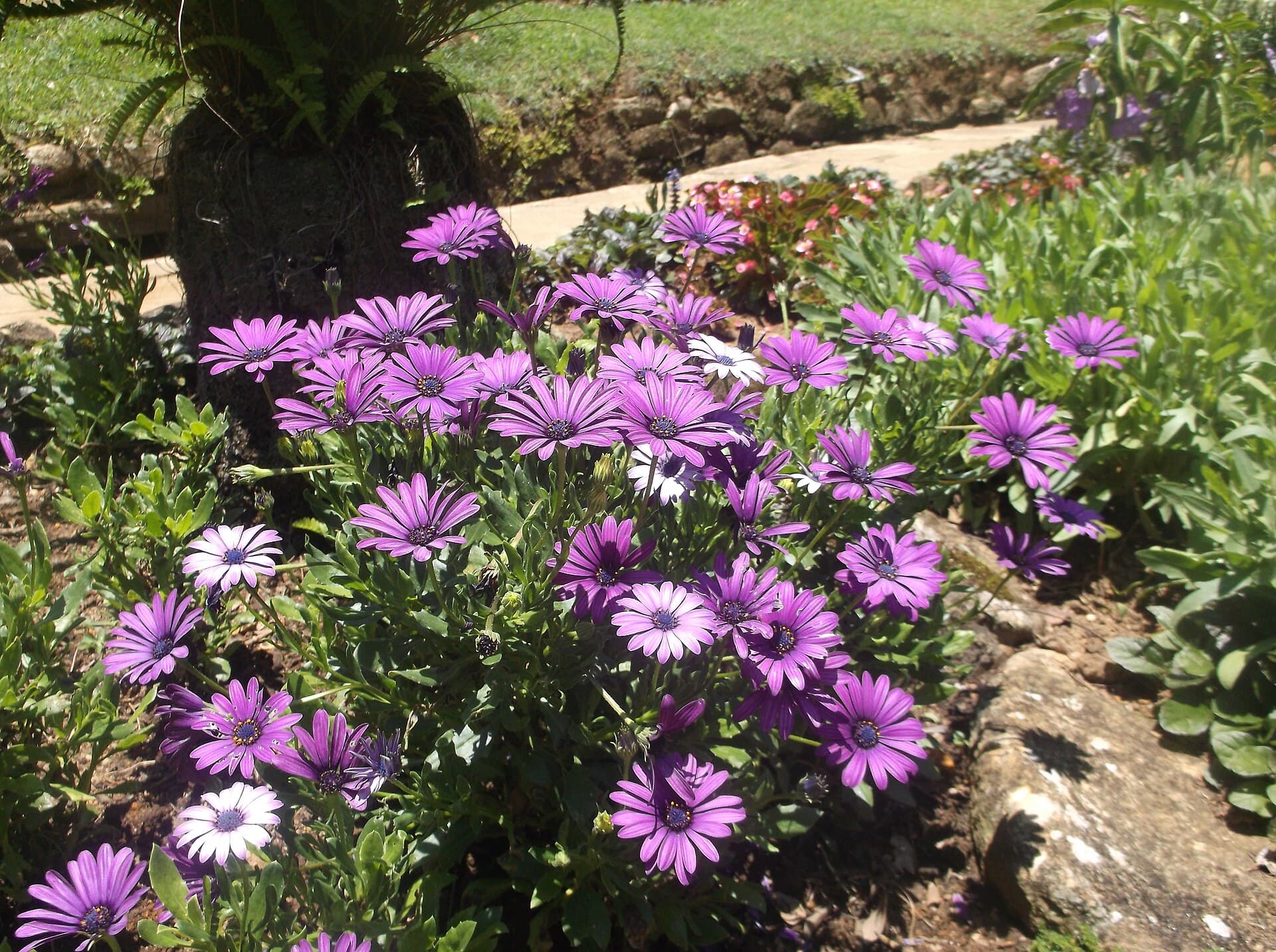 Hakgala Botanical Garden