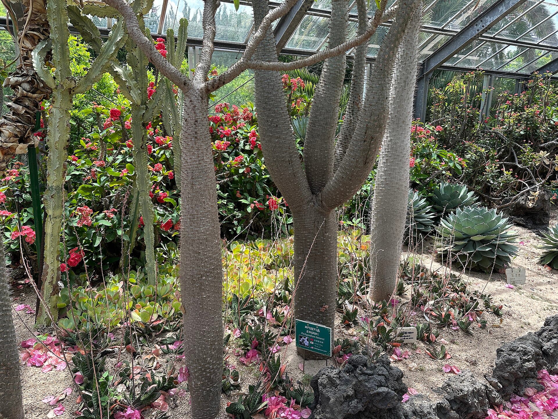 Hallim Park, Jeju