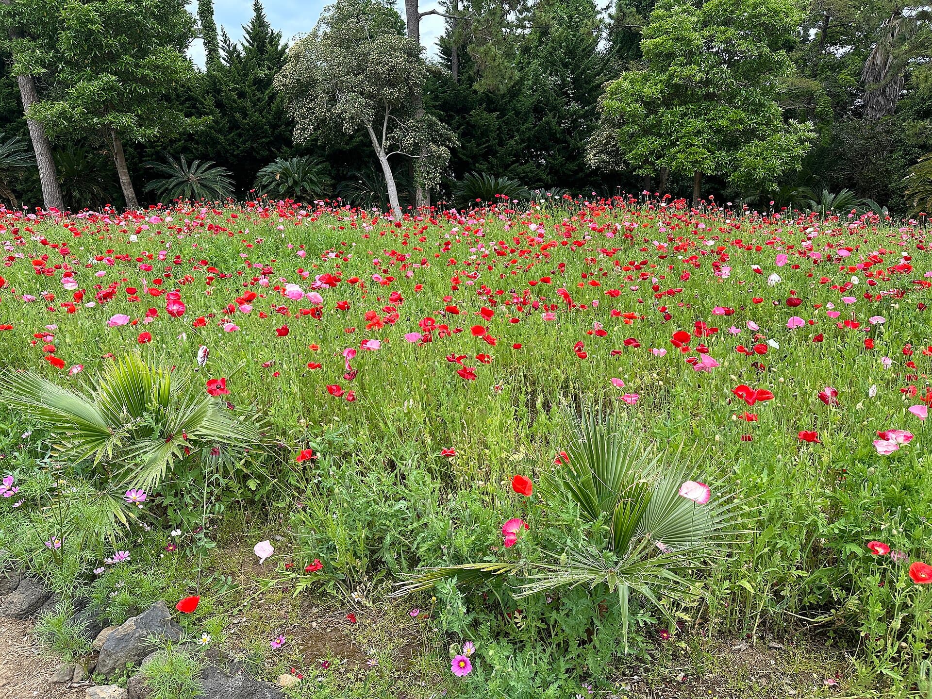 Hallim Park, Jeju