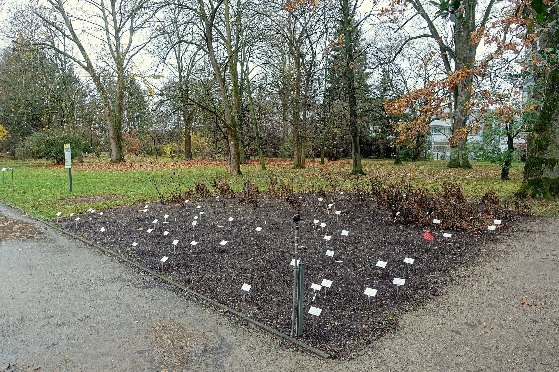 Heidelberg Botanical Garden, Heidelberg
